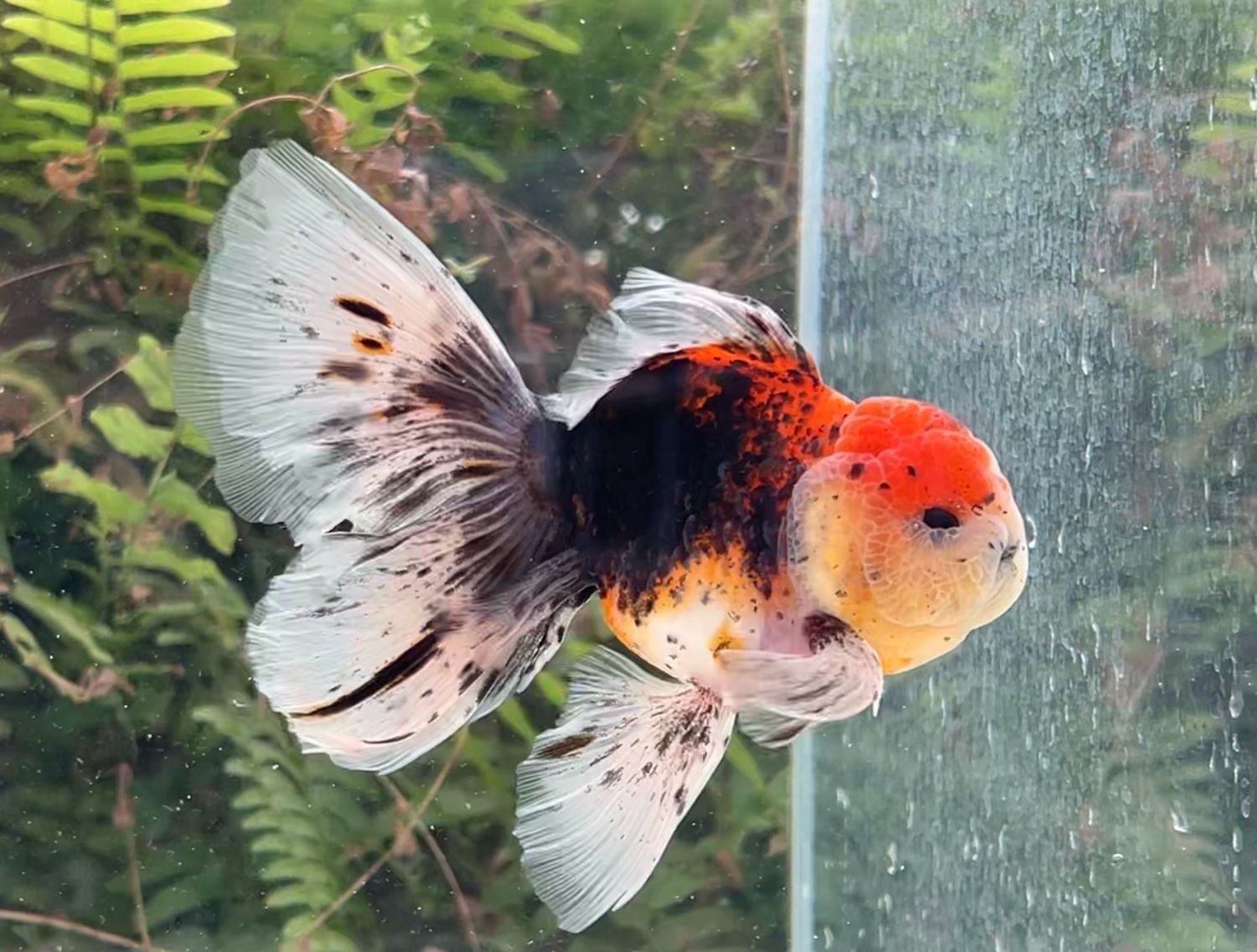 Calico Rosetail Oranda (M, 4.75”) - Free Shipping
