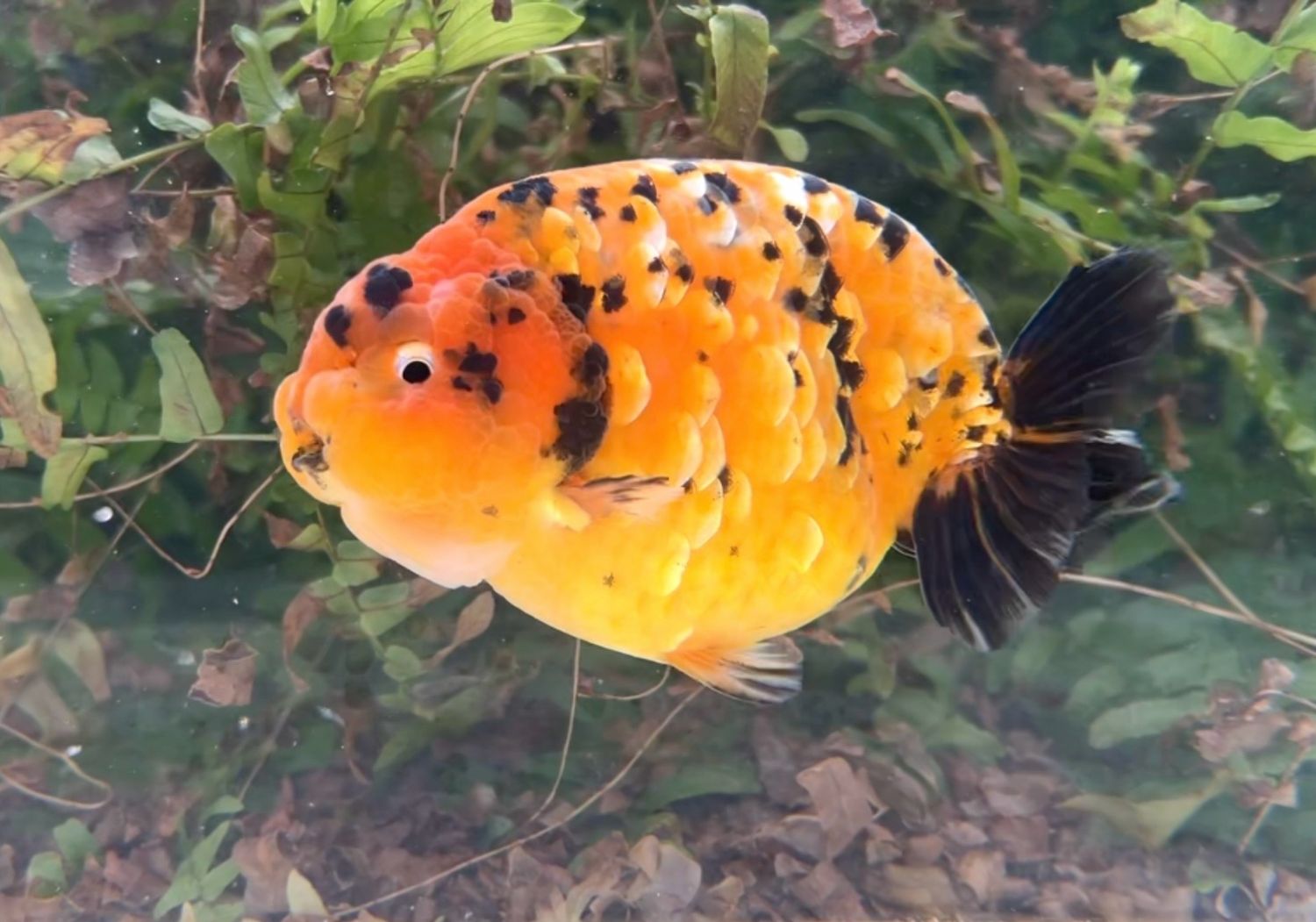 Gold Coin Leopard Spots Yuanbao Ranchu (M, 5.25”) - Free Shipping