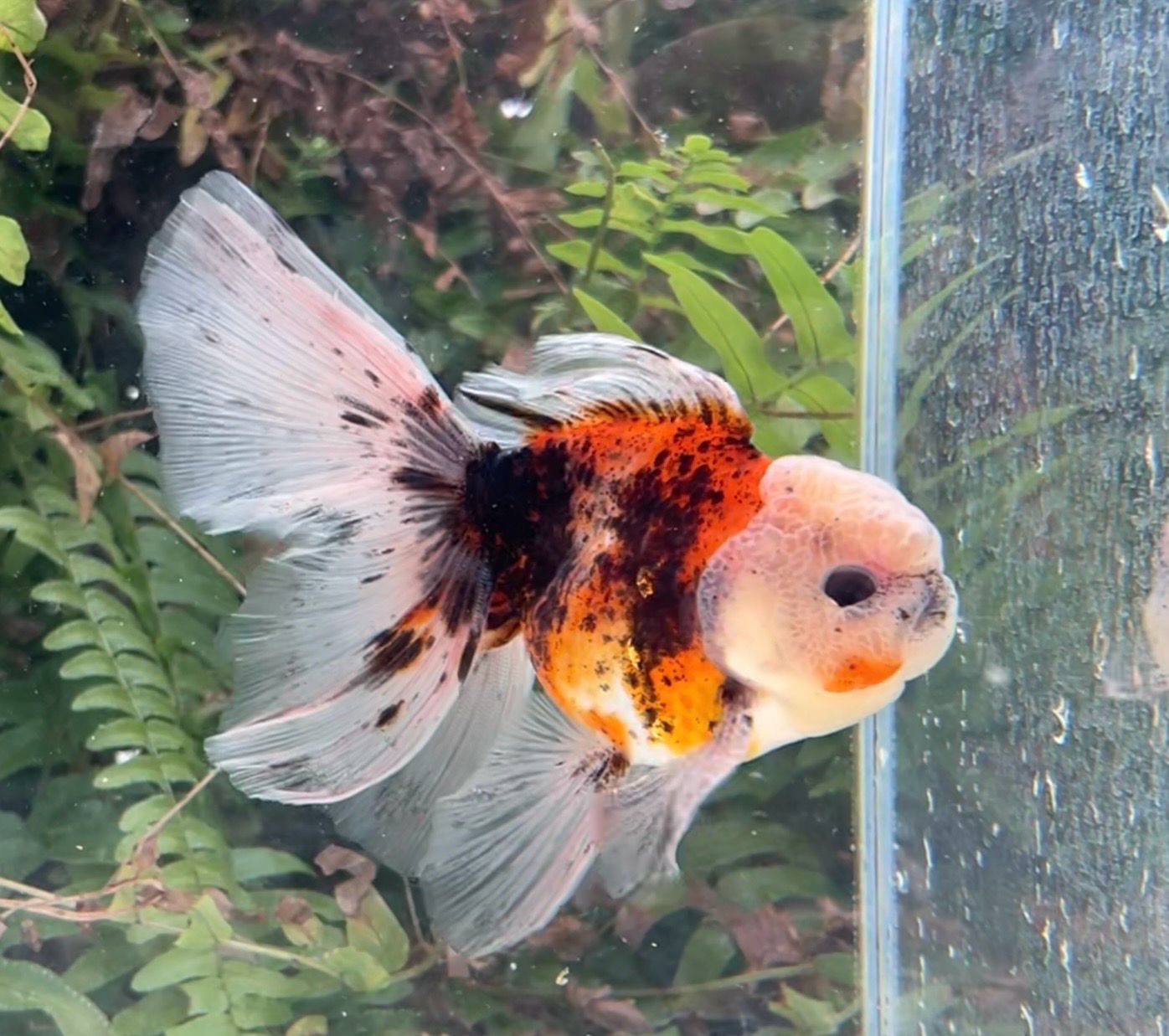 Calico Rosetail Oranda (M, 4.75”) - Free Shipping
