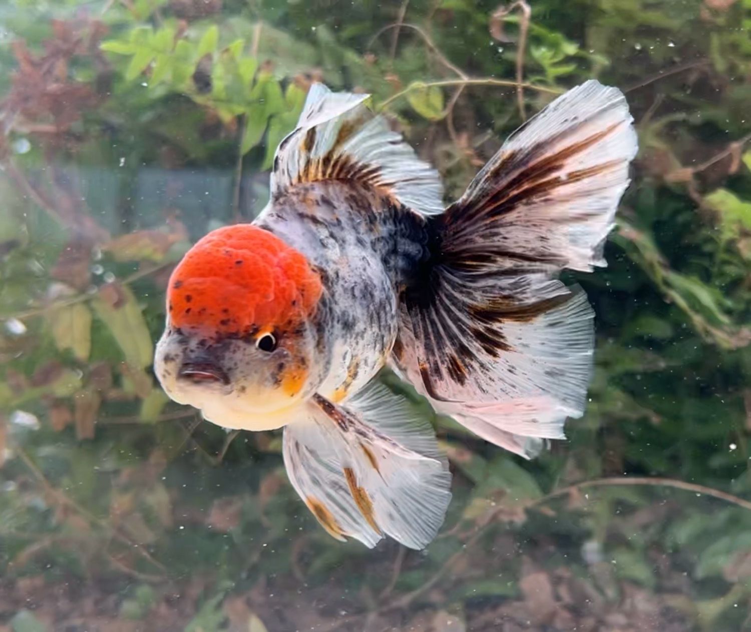 Tancho Calico Rosetail Oranda (M, 5.25”) - Free Shipping