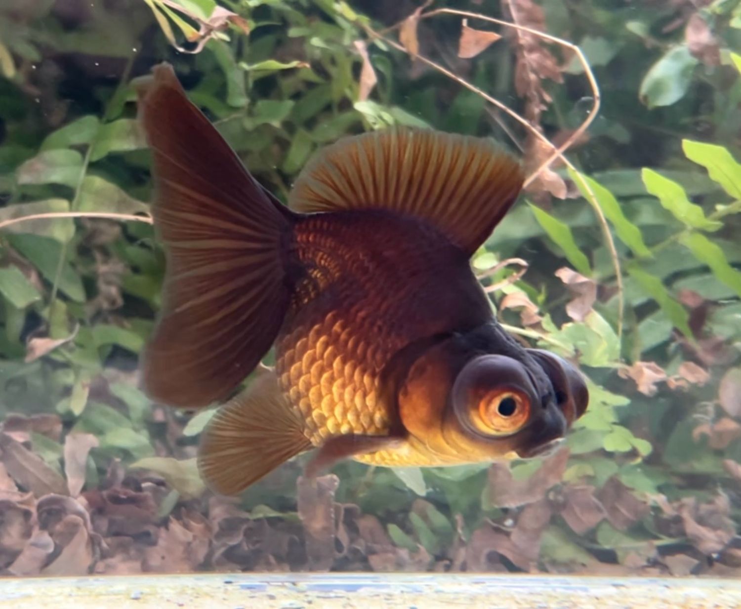 Purple Telescope Butterfly (F, 4”) - Free Shipping