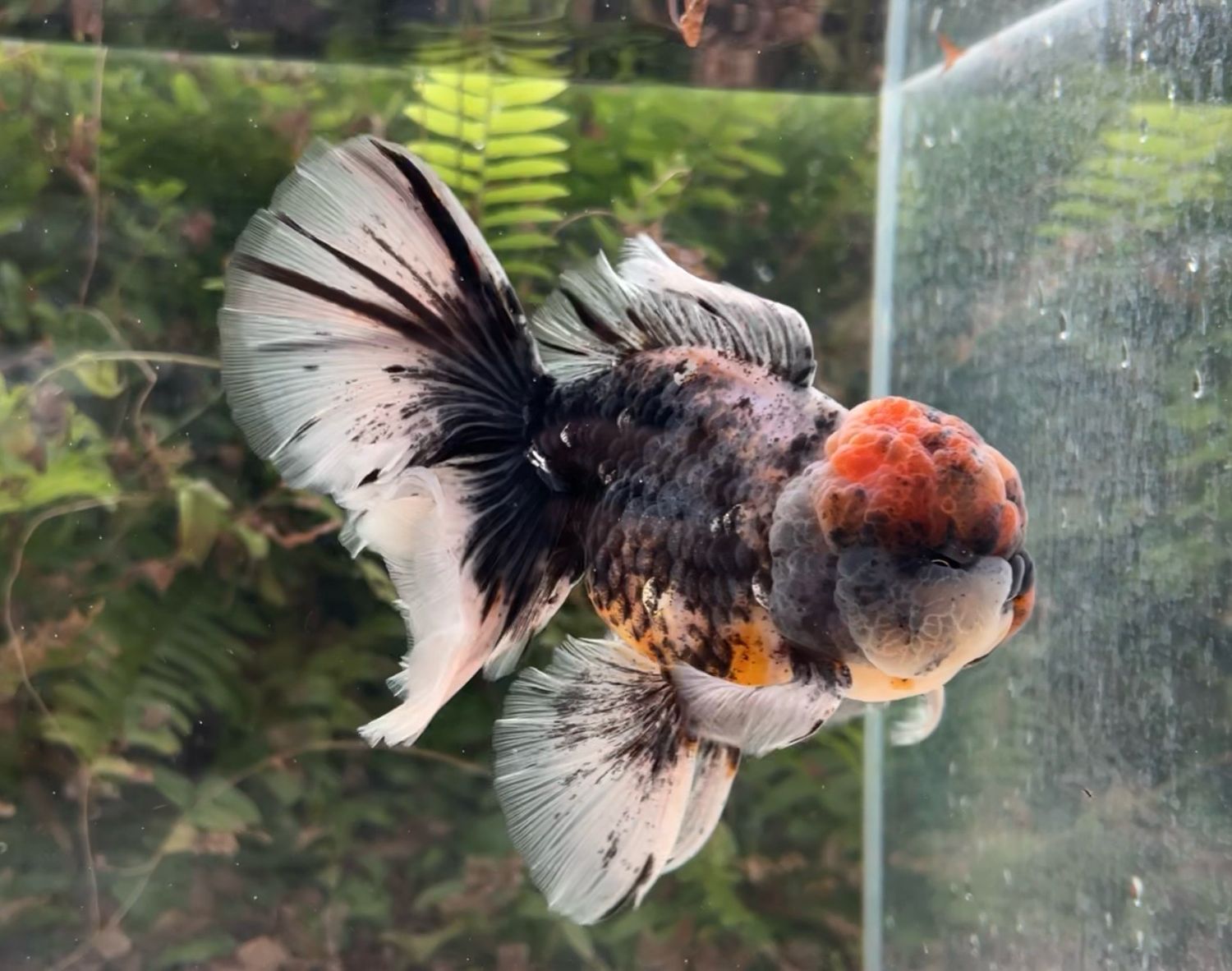 Kirin Rosetail Oranda (M, 6”) - Free Shipping