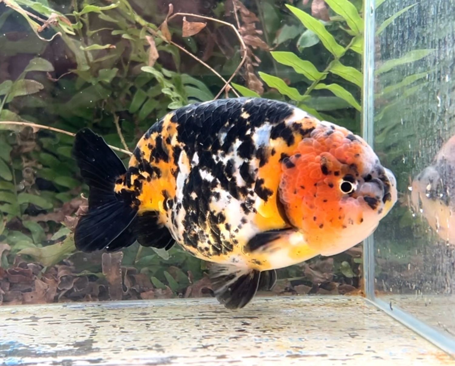 Calico Yuanbao Ranchu (M, 5”) - Free Shipping