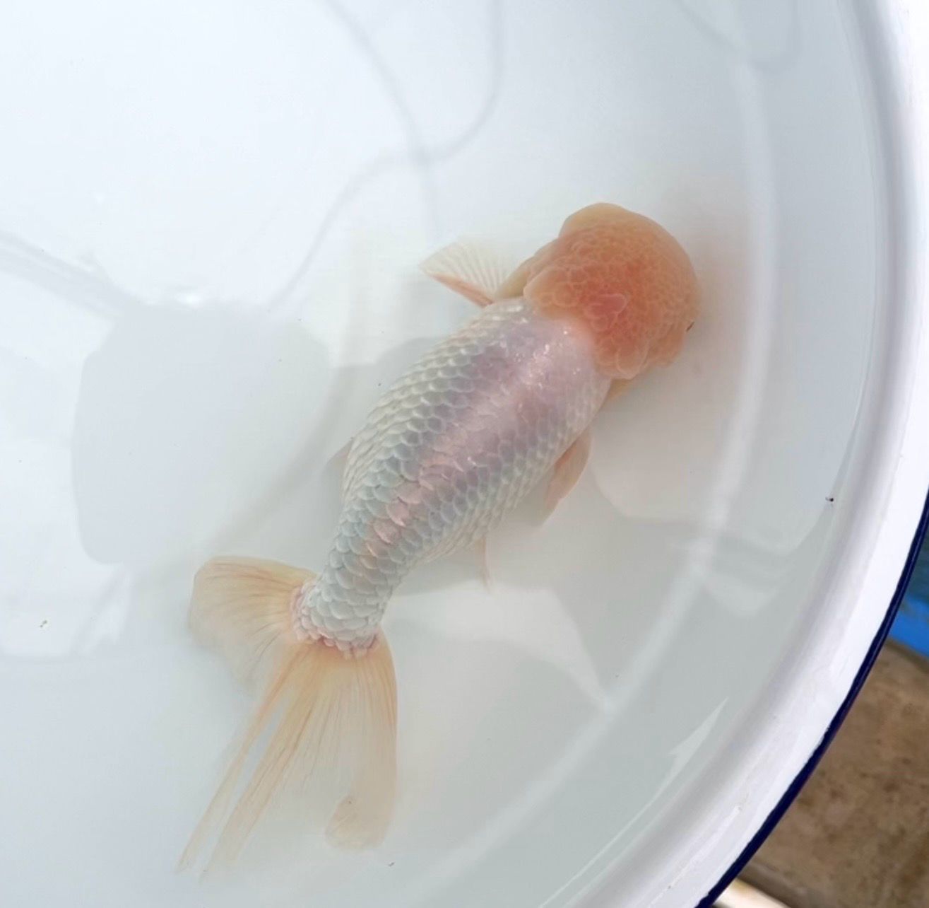 White High Head Egg Fish (M, 7”) - Free Shipping