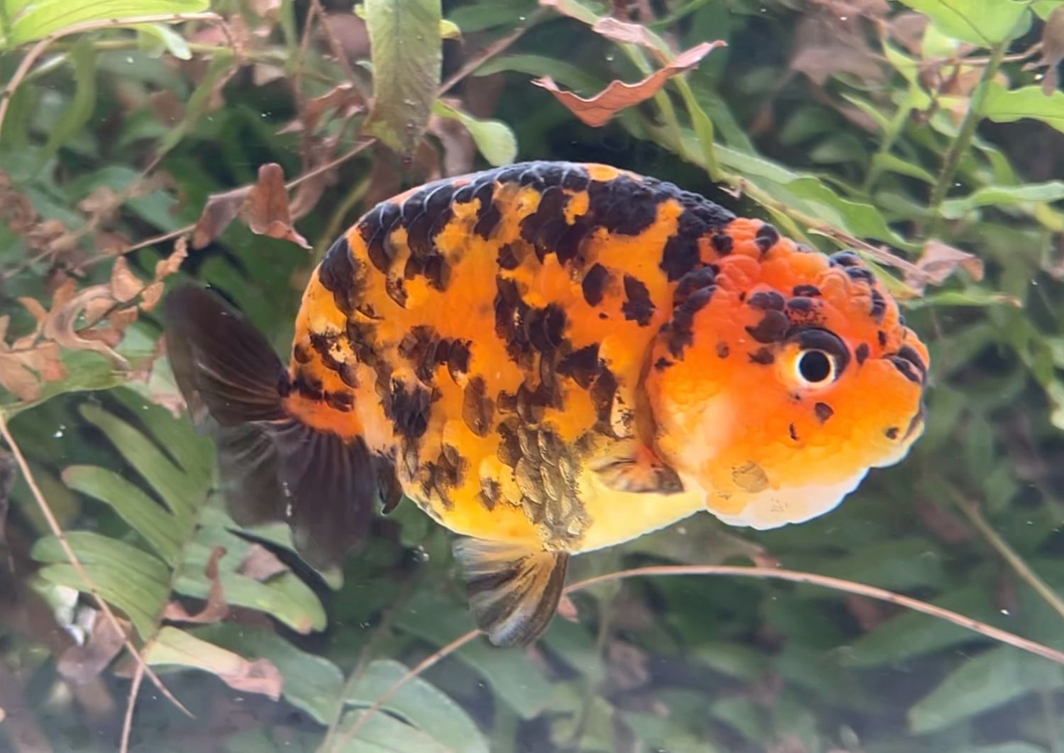 Tiger Yuanbao Ranchu (F, 3.25”) - Free Shipping