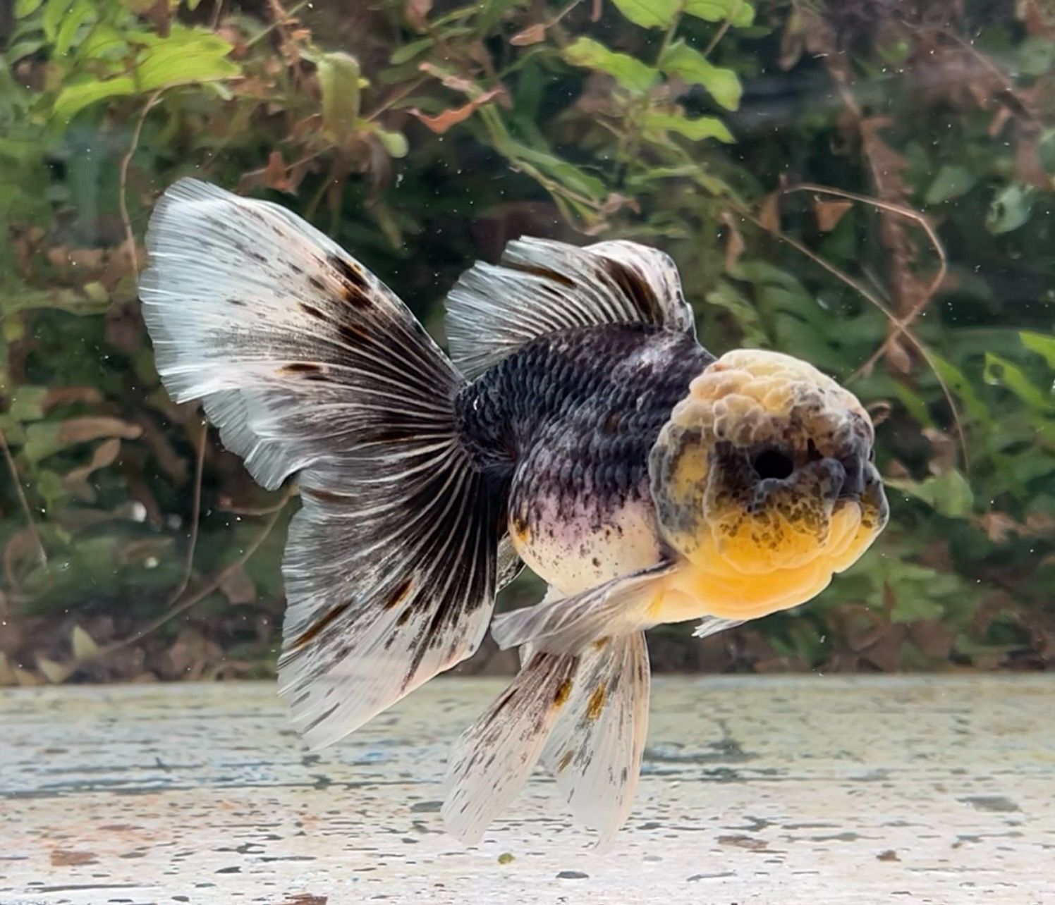 Black Kirin Rosetail Oranda (M, 5”) - Free Shipping