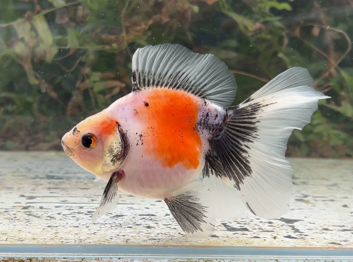 Tri-color Broadtail Ryukin (F, 5.25”) - Free Shipping