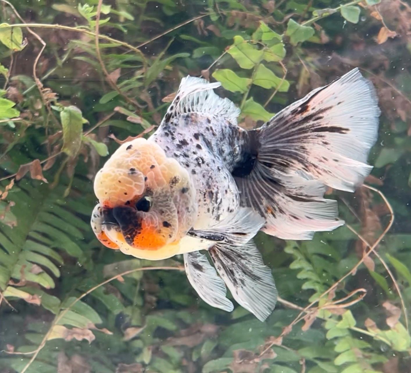 Calico Rosetail Oranda (M, 5”) - Free Shipping