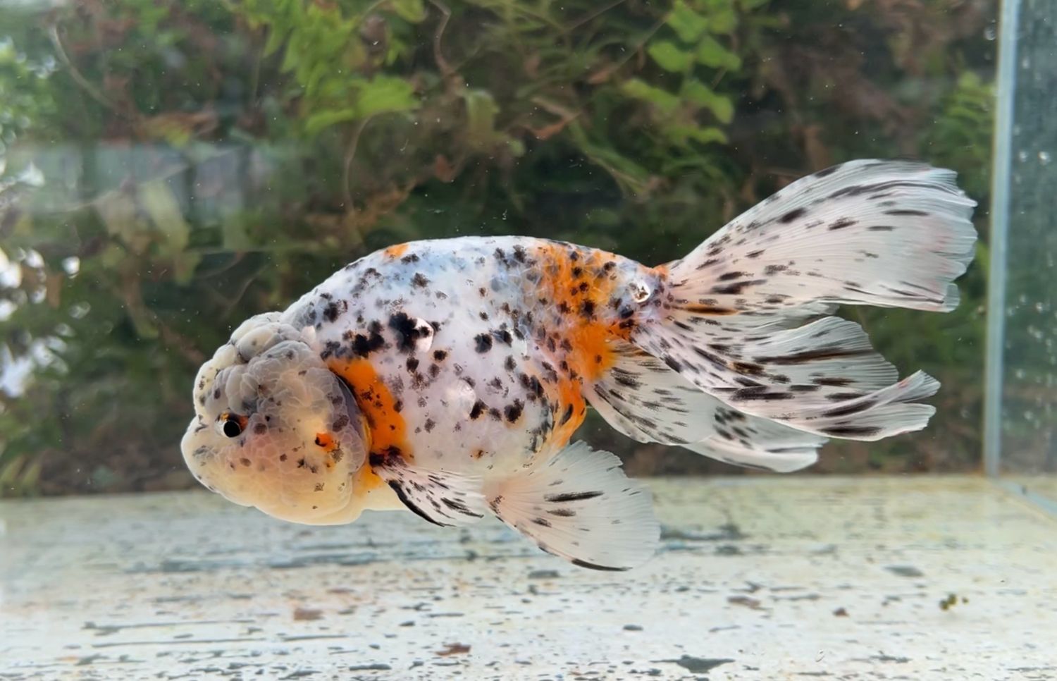 Calico Phoenixtail Ranchu (F, 7”) - Free Shipping
