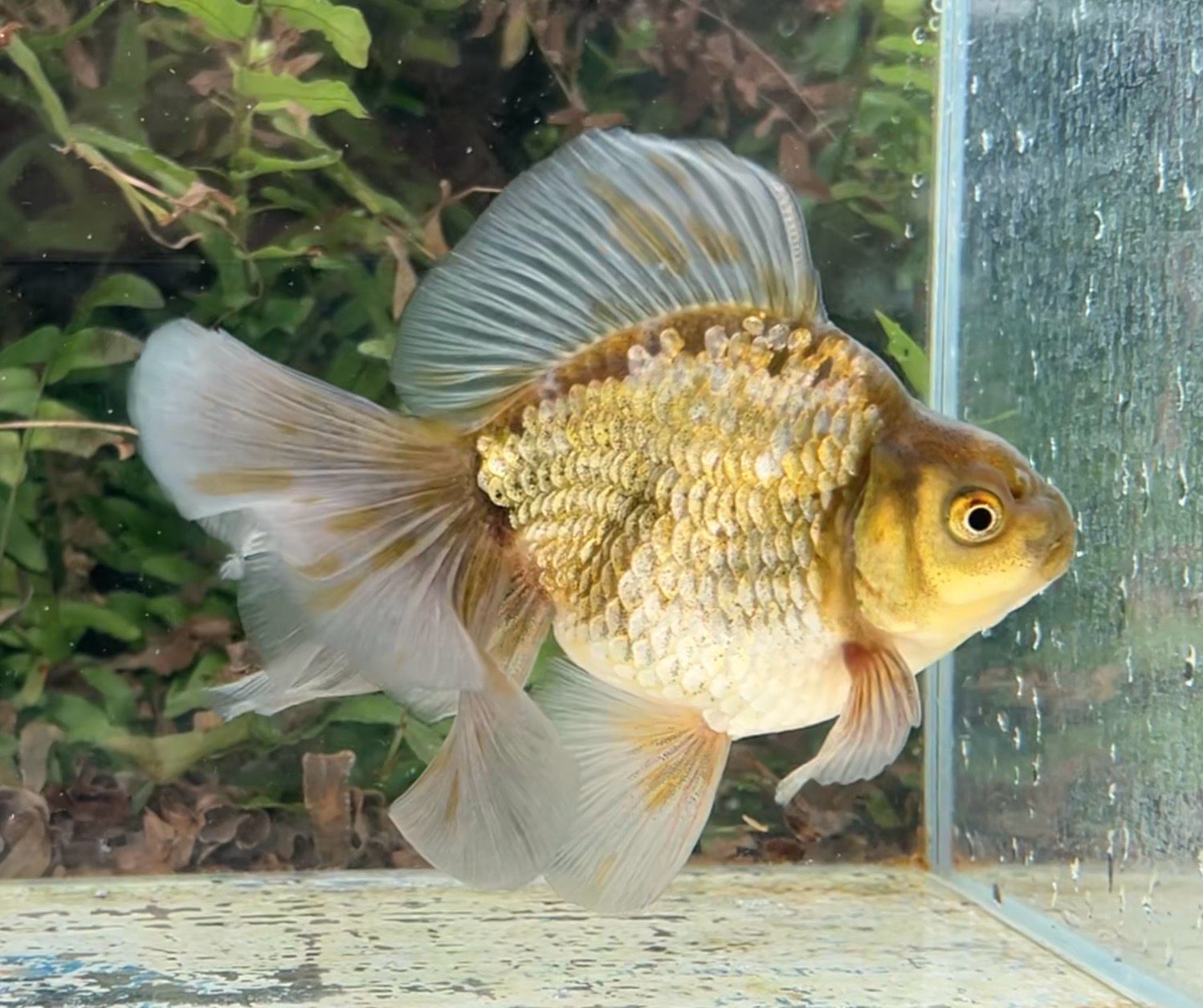 Green And Blue Broadtail Ryukin (M, 5”) - Free Shipping