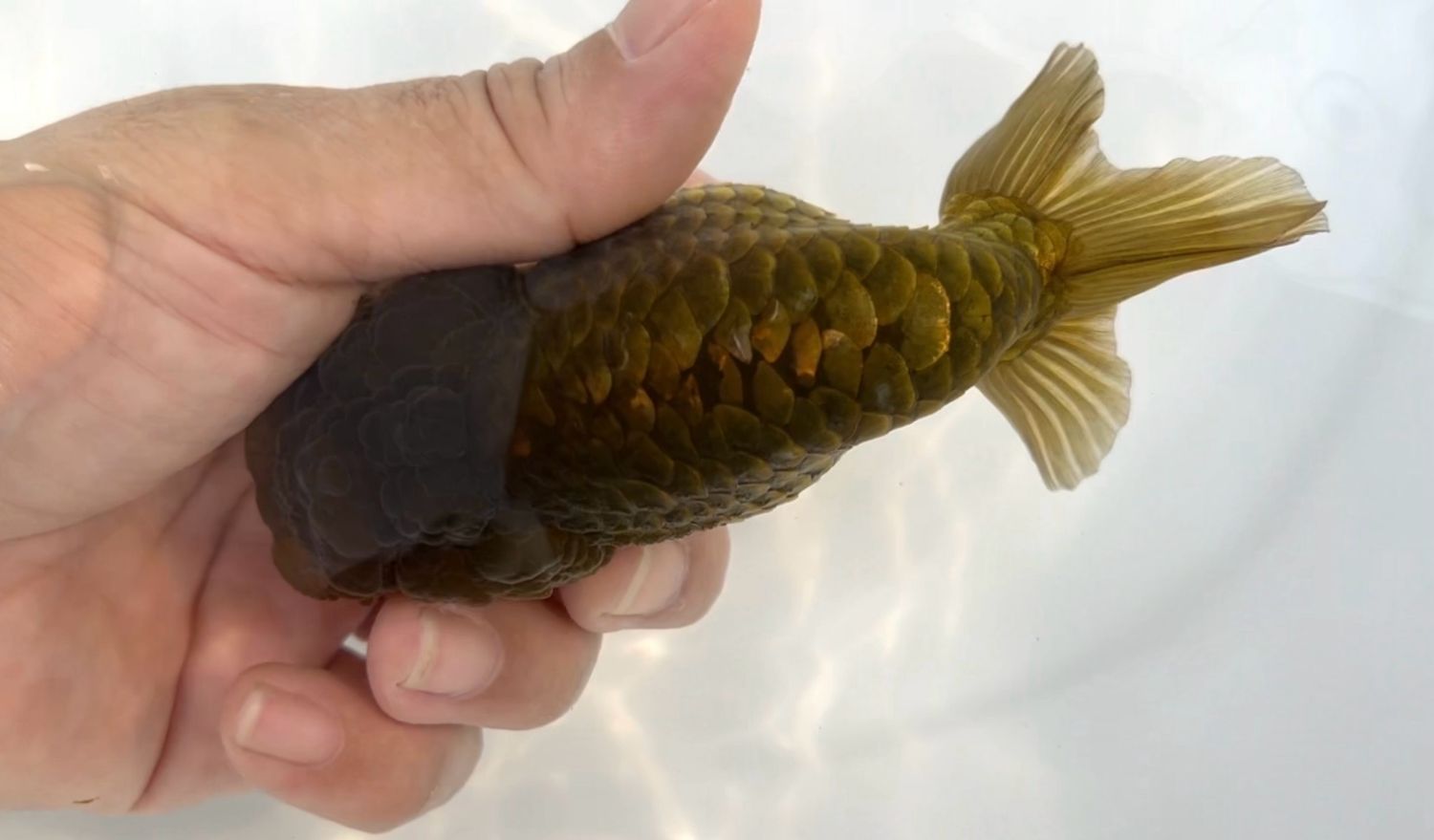 Bronze Dragon Scale Yuanbao Ranchu (F, 4.25”) - Free Shipping