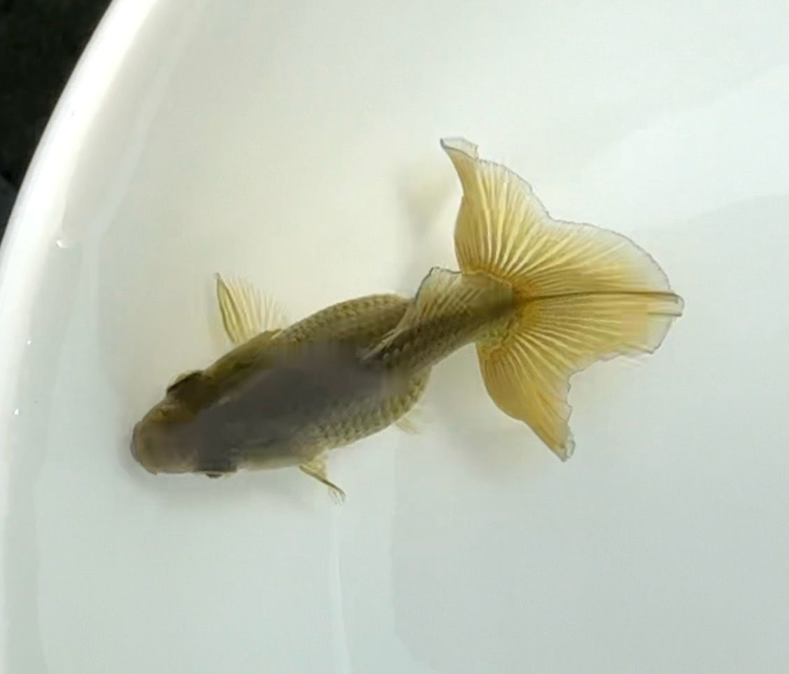 Baby Tosakin (2.5”) - Free Shipping