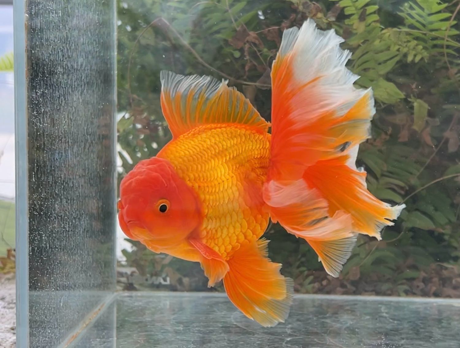Red Peonytail Oranda (M, 6.5”) - Free Shipping