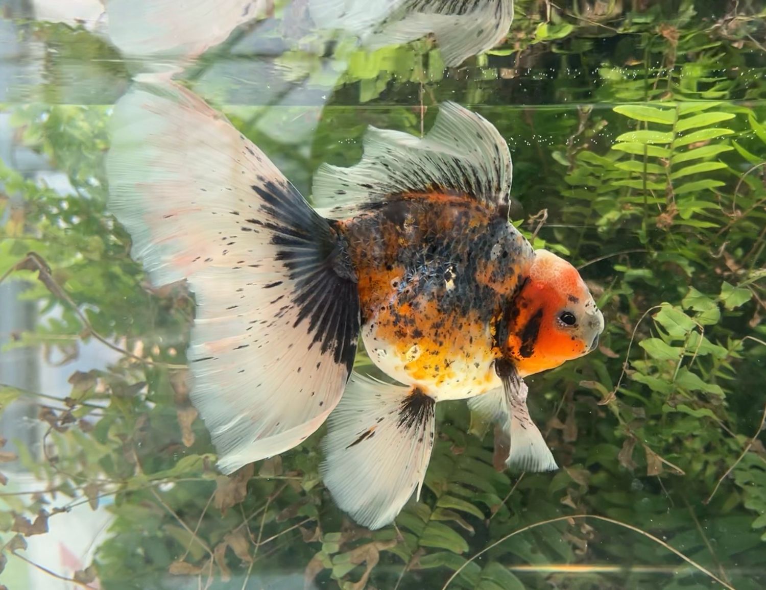 Kirin High Head Veiltail (M, 7.5”) - Free Shipping