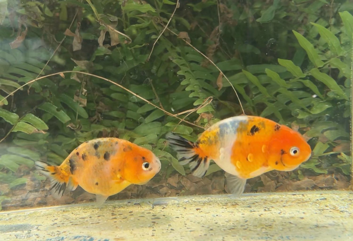 2 Pack Assorted Baby Yuanbao Ranchus (3 - 3.25”) - Free Shipping