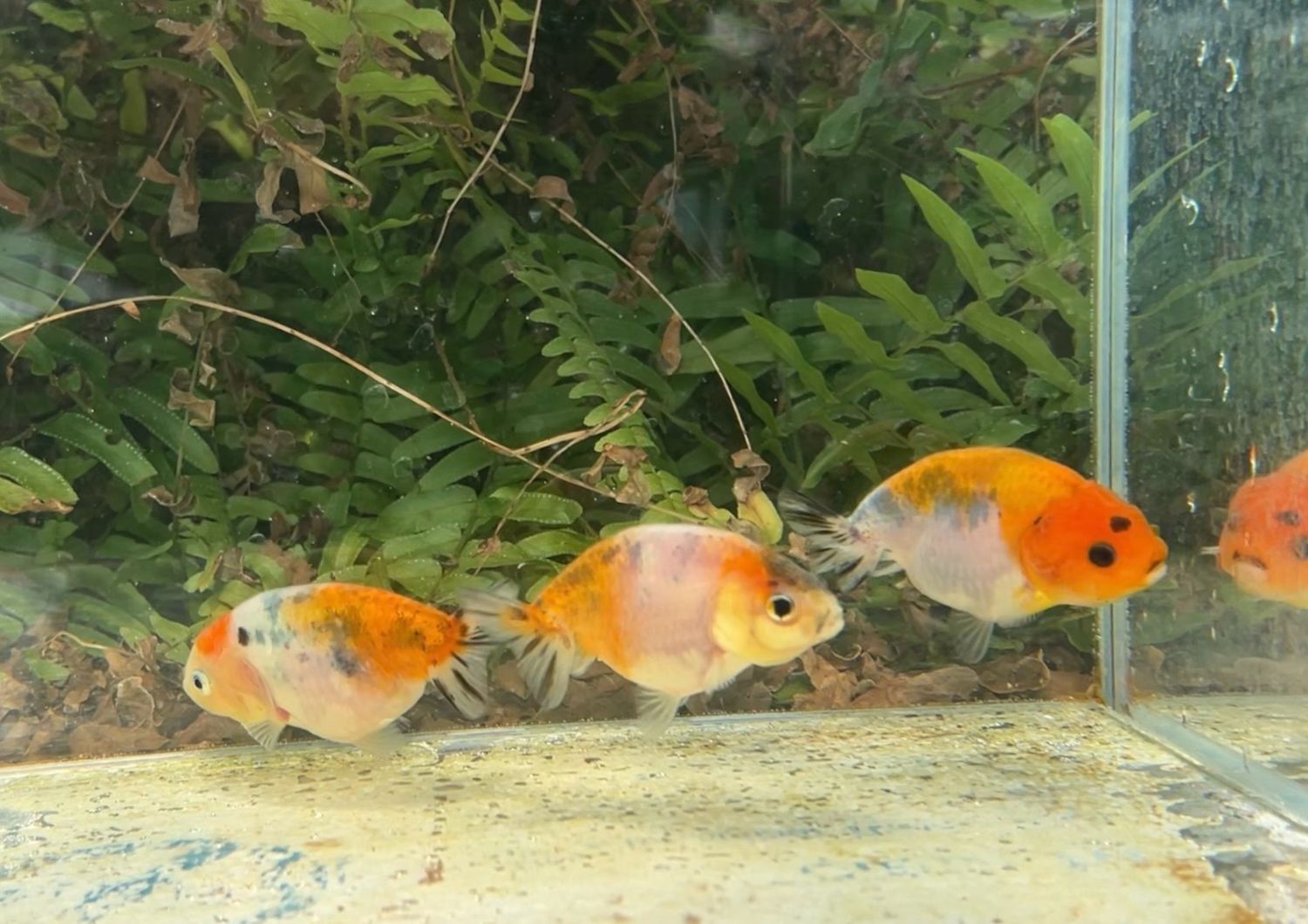 3 Pack Assorted Baby Yuanbao Ranchus (2.75”) - Free Shipping