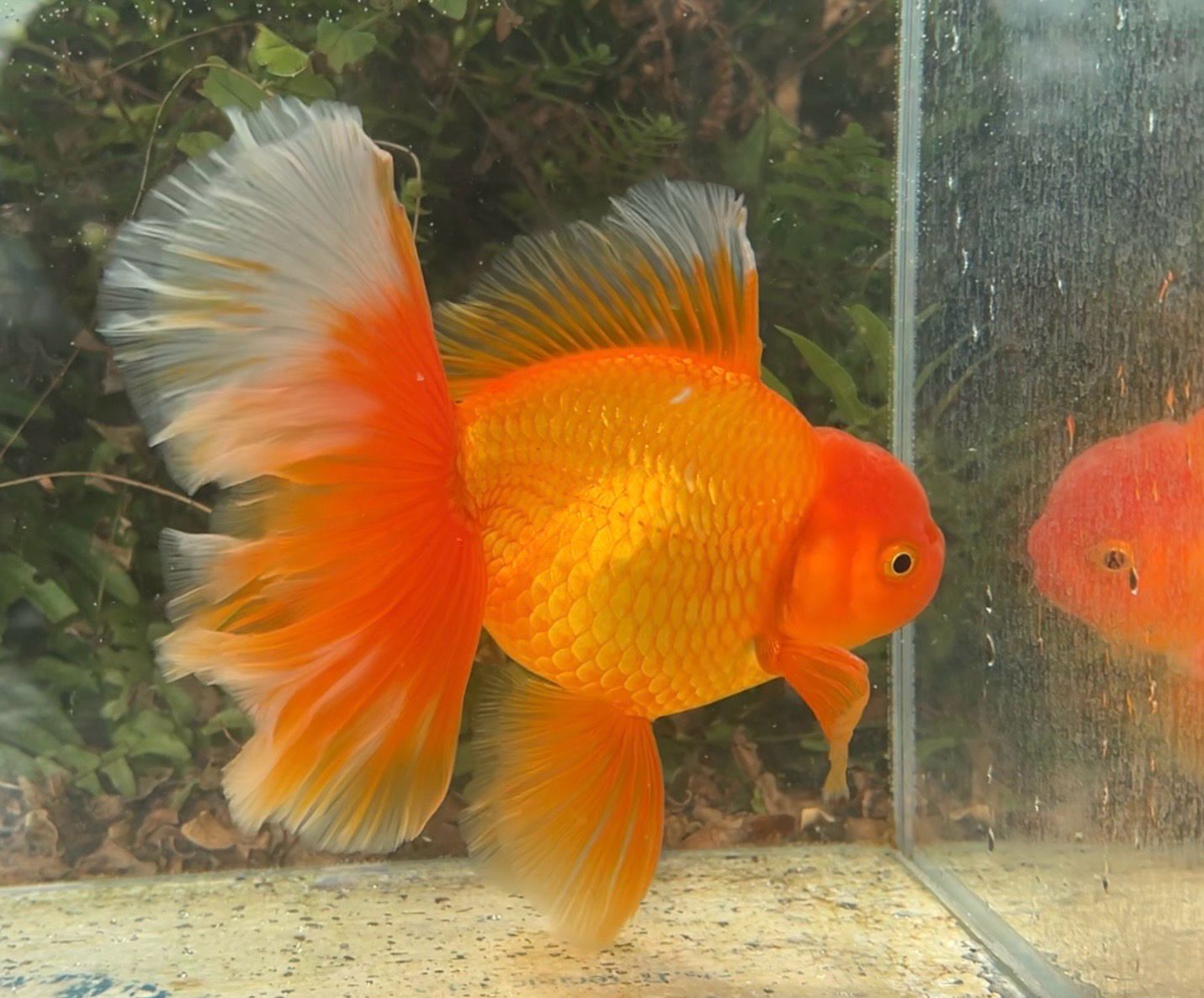 Red Peonytail Oranda (M, 7”) - Free Shipping