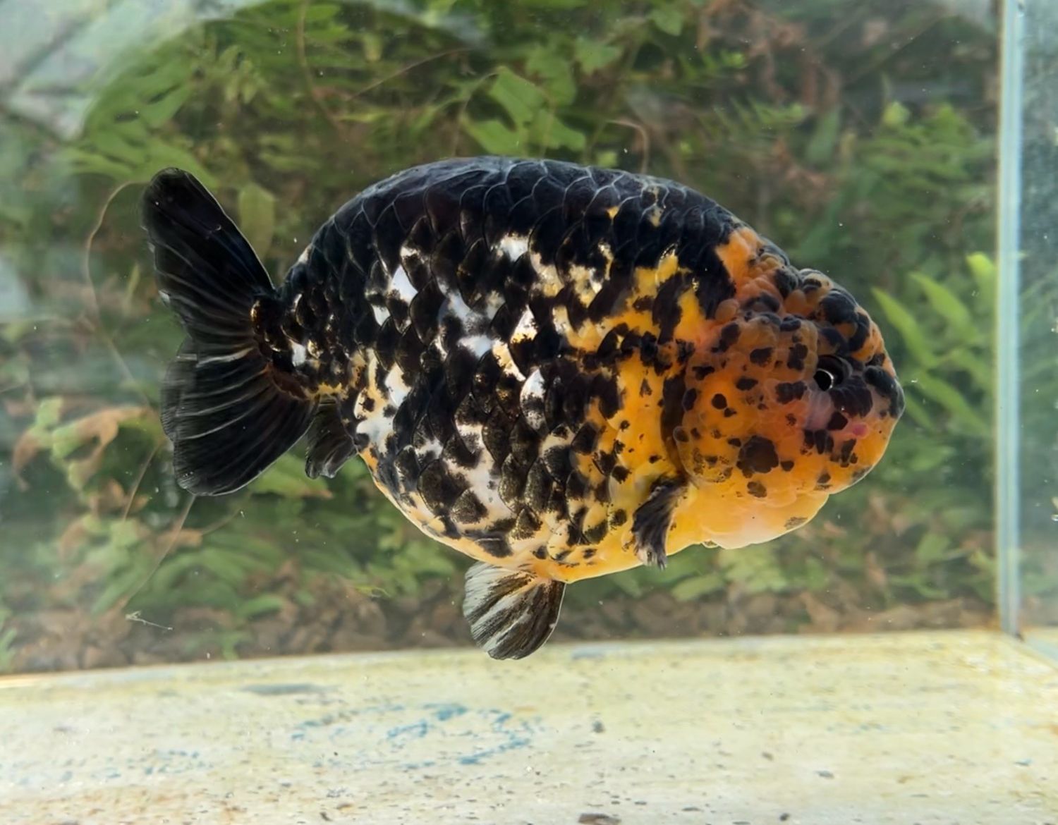 Calico Yuanbao Ranchu (M, 5.5”) - Free Shipping
