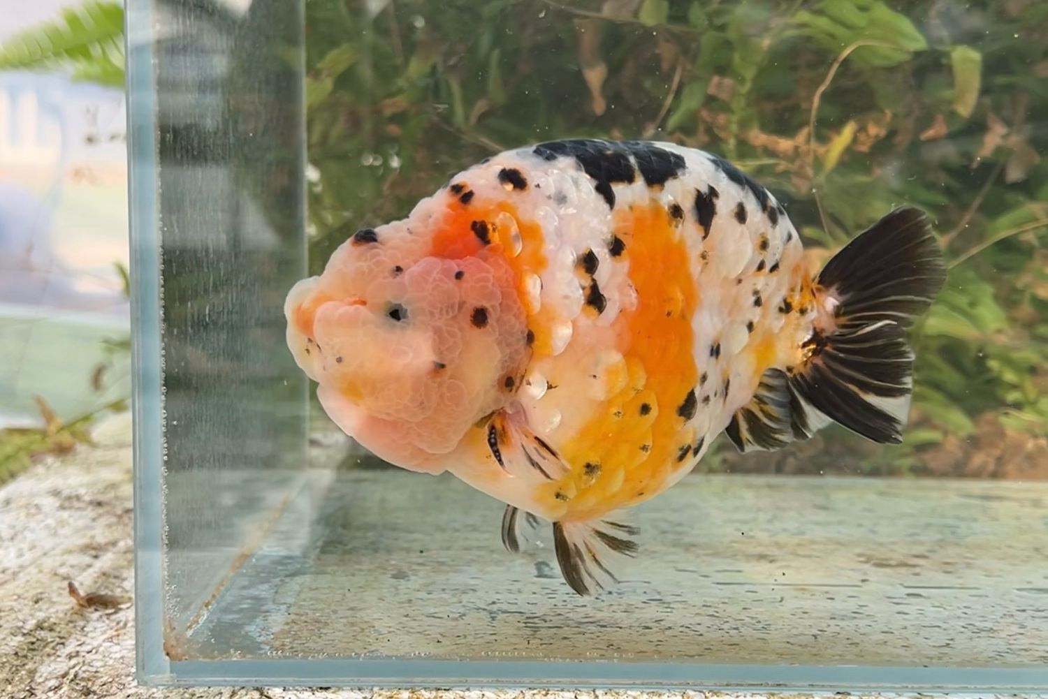 Silver Coin Tri-color Yuanbao Ranchu (M, 5.75”) - Free Shipping