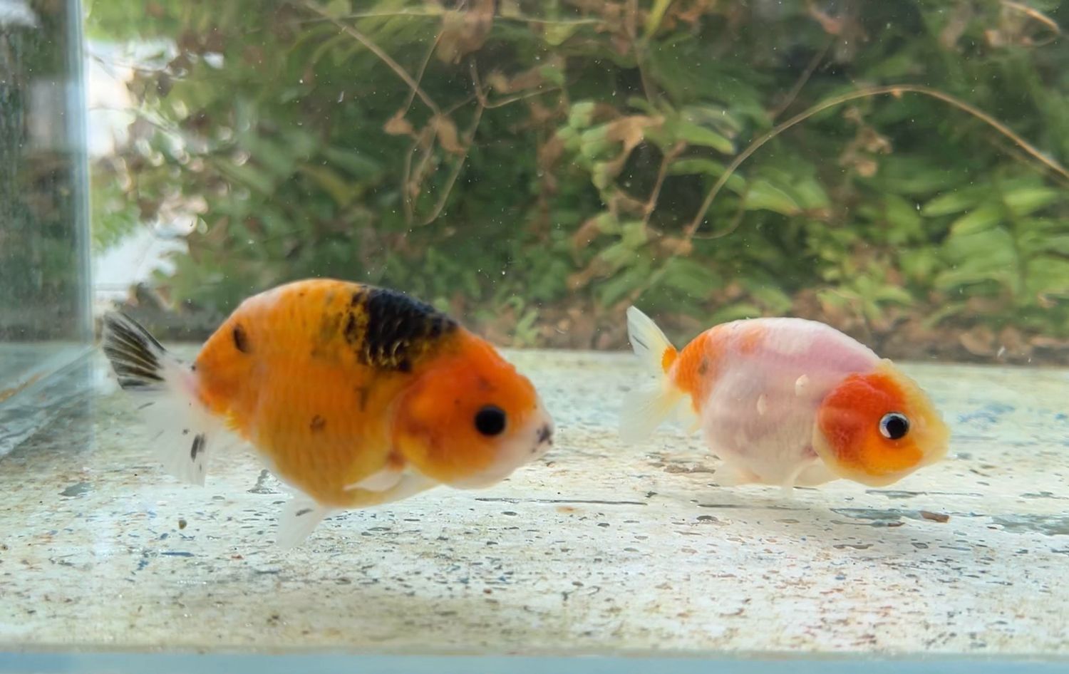 2 Pack Assorted Baby Yuanbao Ranchus (2.75”) - Free Shipping