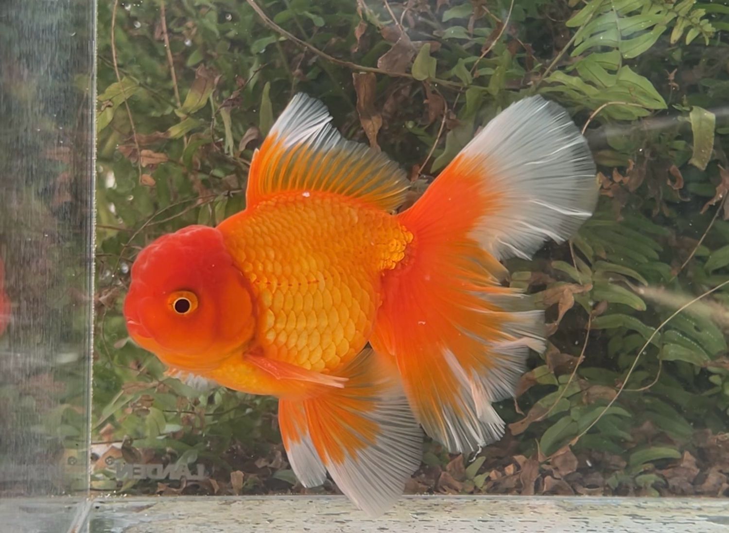 Red Peonytail Oranda (M, 6.25”) - Free Shipping