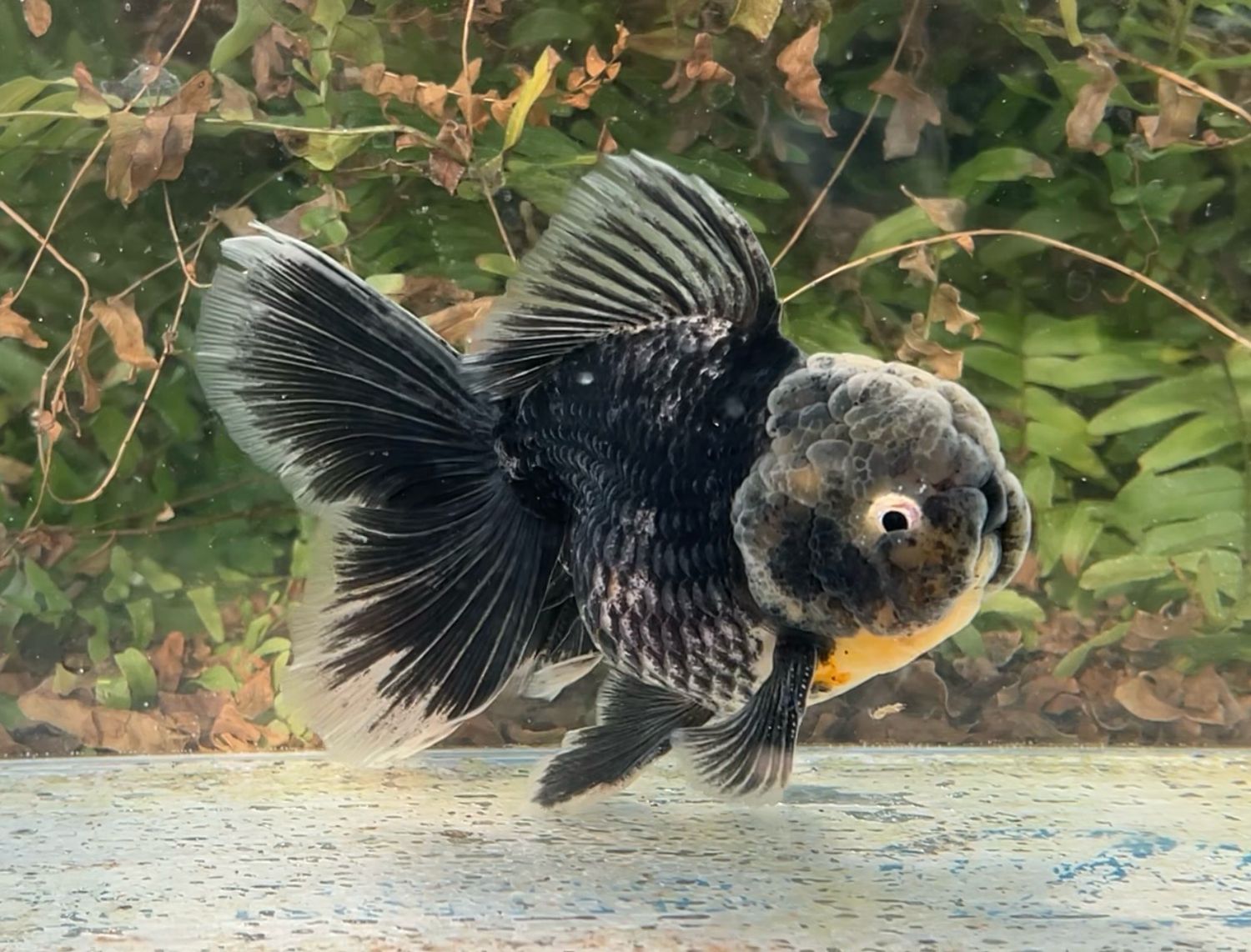 Black Kirin Rosetail Oranda (M, 5.25”) - Free Shipping
