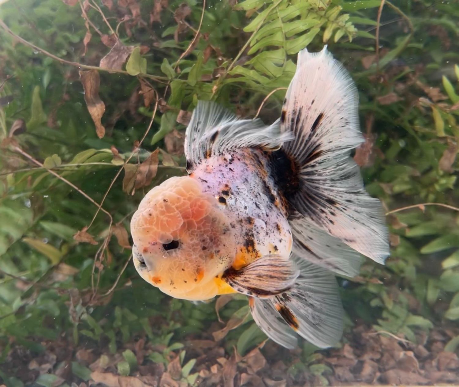 Calico Rosetail Oranda (M, 5.25”) - Free Shipping