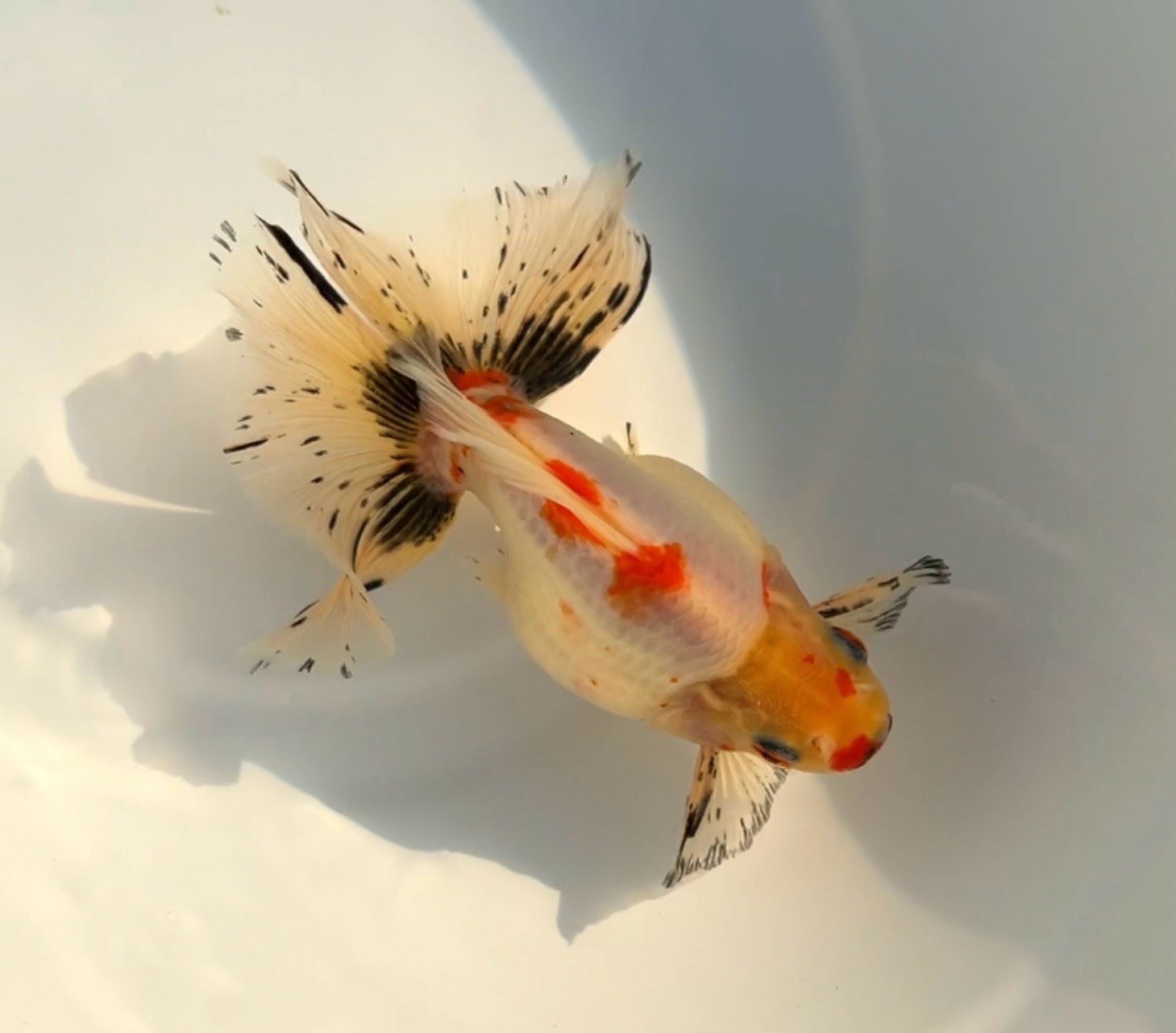 Tri-color Broadtail Ryukin (M, 5”) - Free Shipping