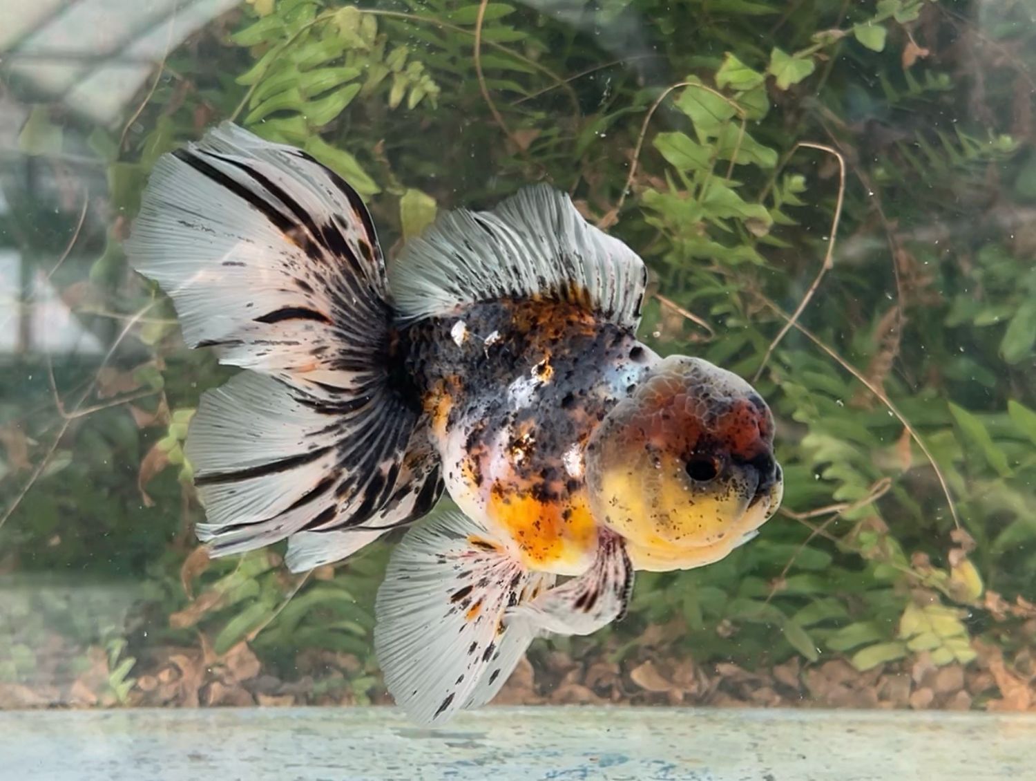 Calico Rosetail Oranda (M, 5.25”) - Free Shipping