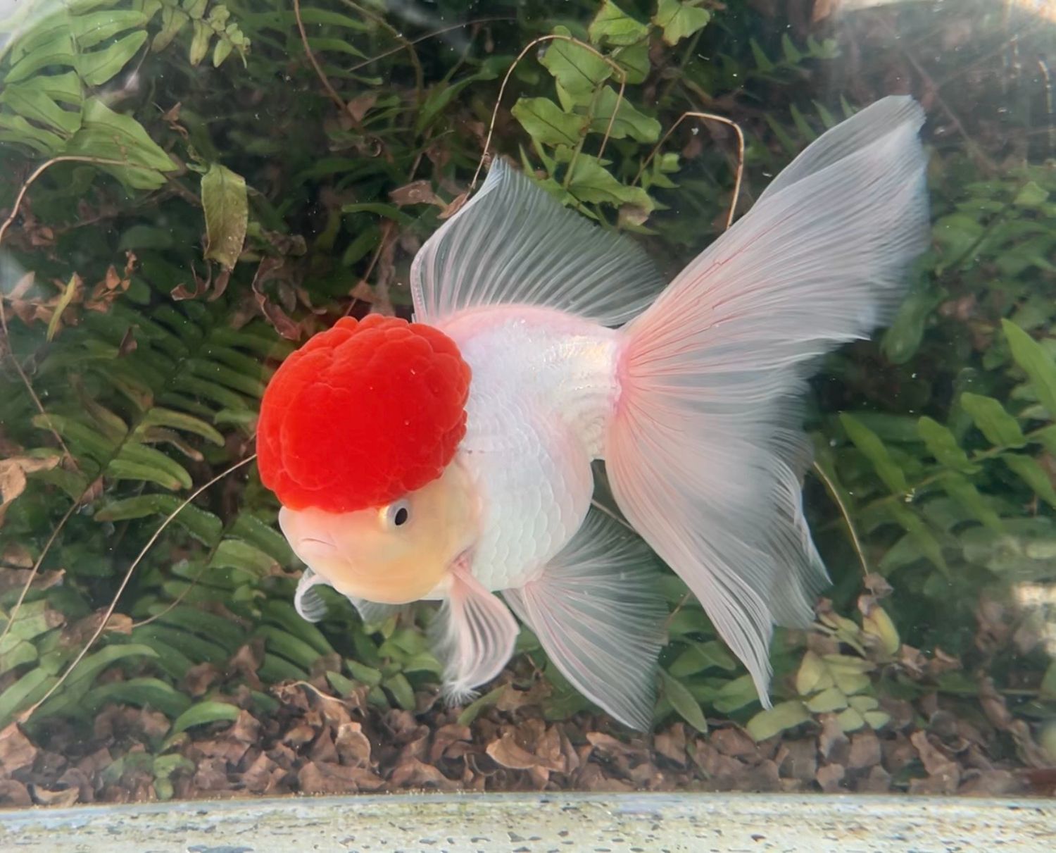 Tancho High Head Oranda (M, 6.25”) - Free Shipping