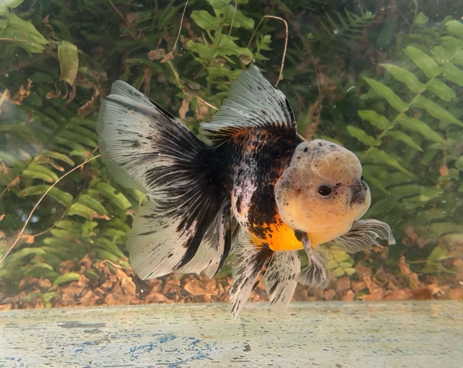 Calico Rosetail Oranda (M, 5.25”) - Free Shipping