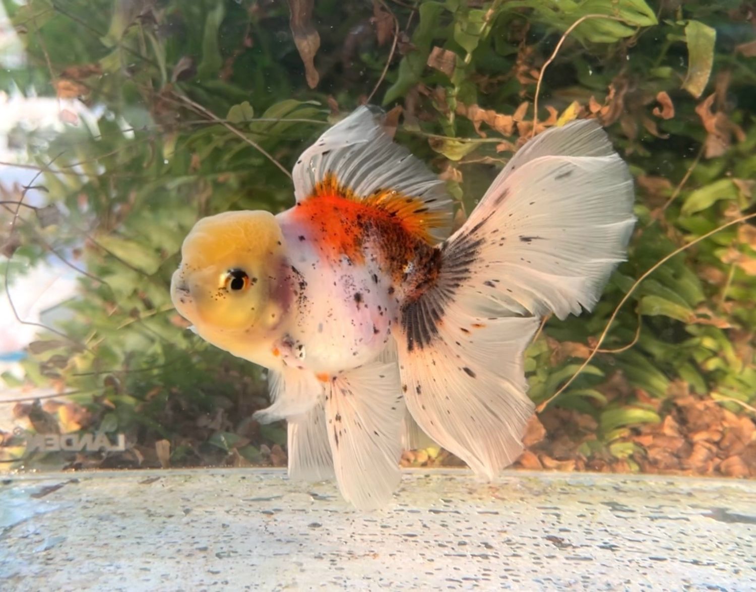 Calico Rosetail Oranda (M, 5”) - Free Shipping