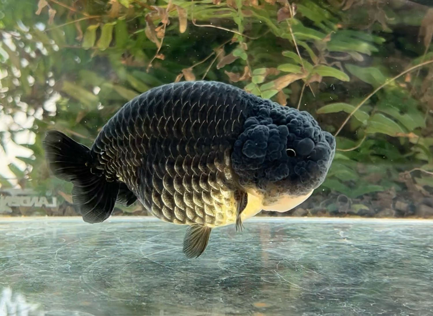 Black Yuanbao Ranchu (M, 4.75”) - Free Shipping