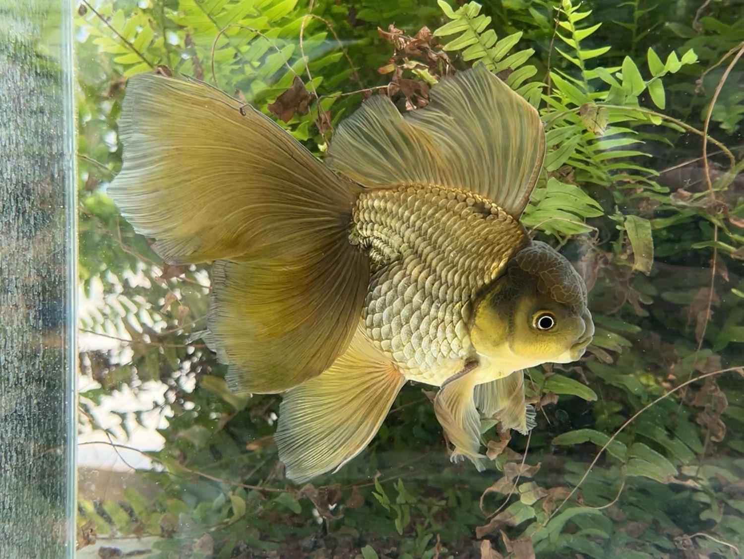 Bronze High Head Veiltail (M, 7”) - Free Shipping