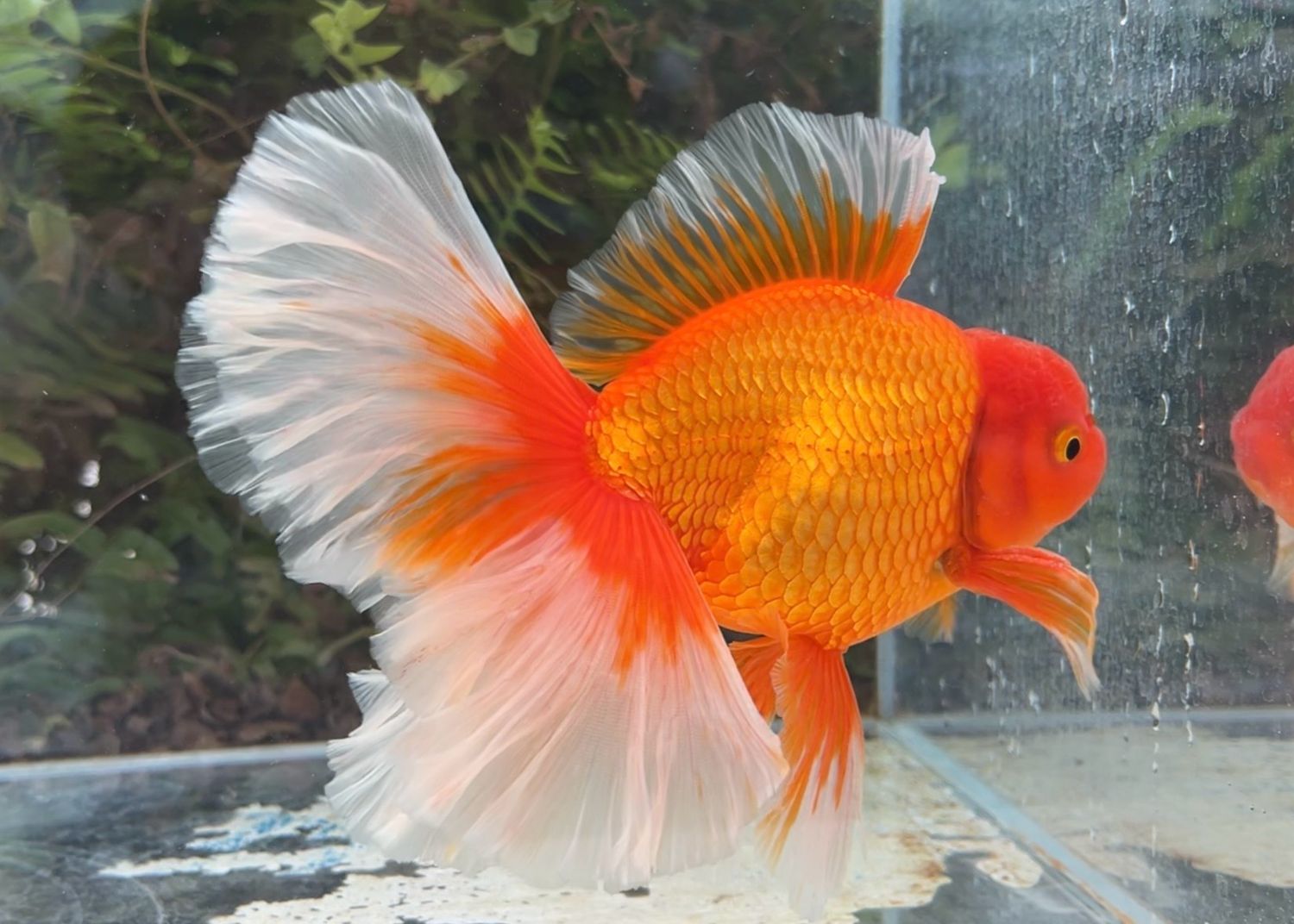 Red Peonytail Oranda (M, 7”) - Free Shipping