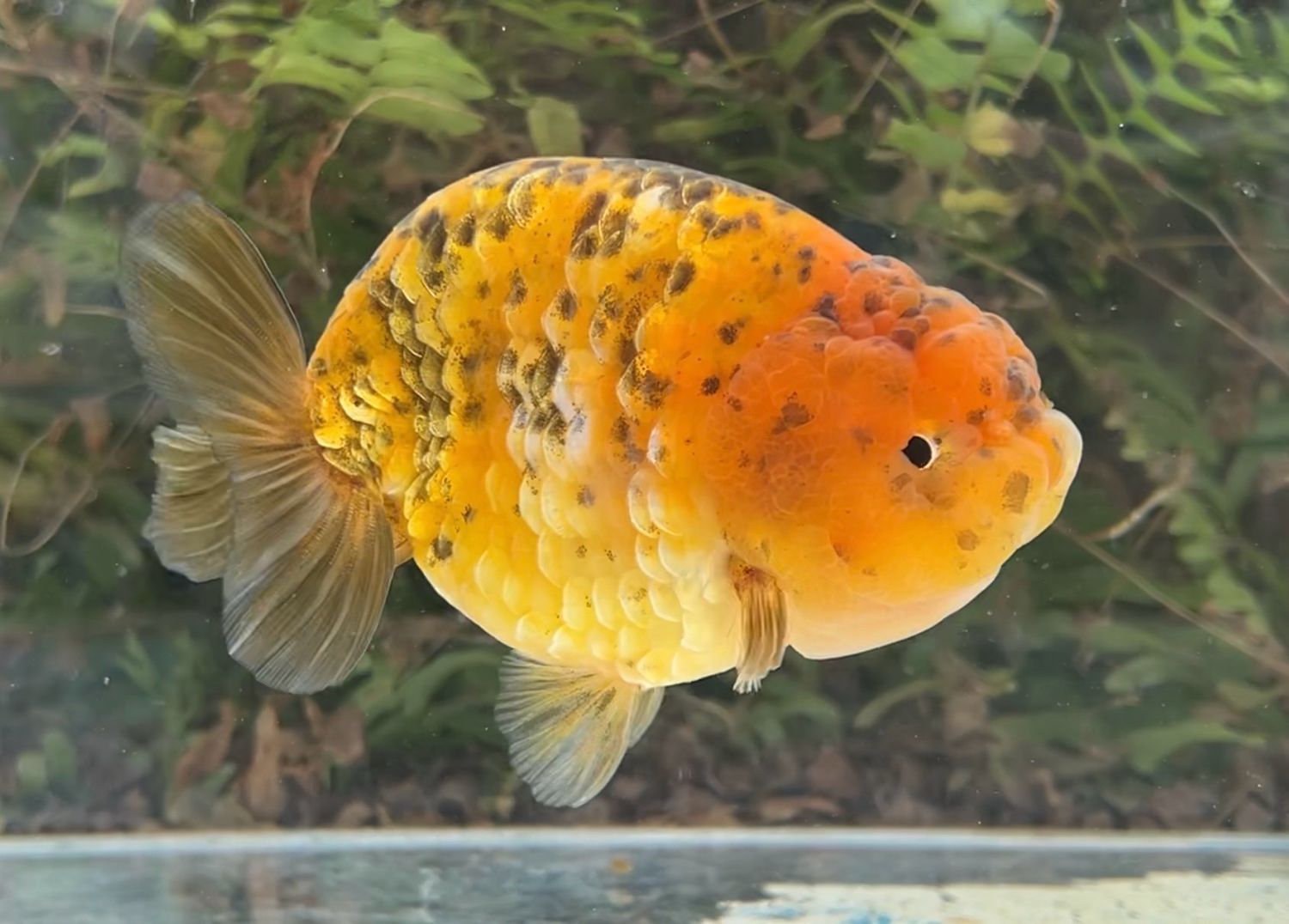Gold Coin Tiger Yuanbao Ranchu (M, 5”) - Free Shipping