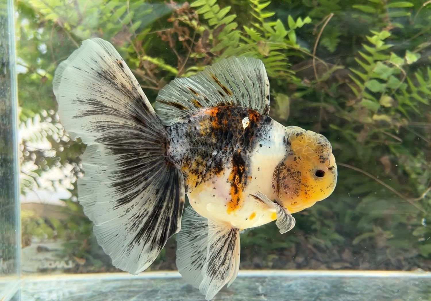 Calico Rosetail Oranda (M, 6.5”) - Free Shipping