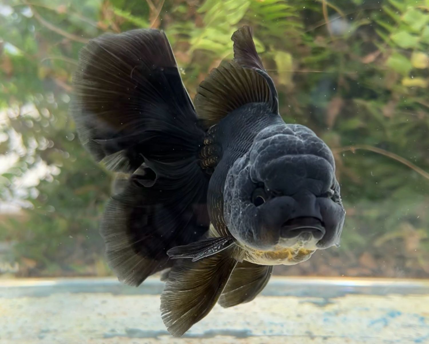 Black Rosetail Oranda (M, 5.5”) - Free Shipping