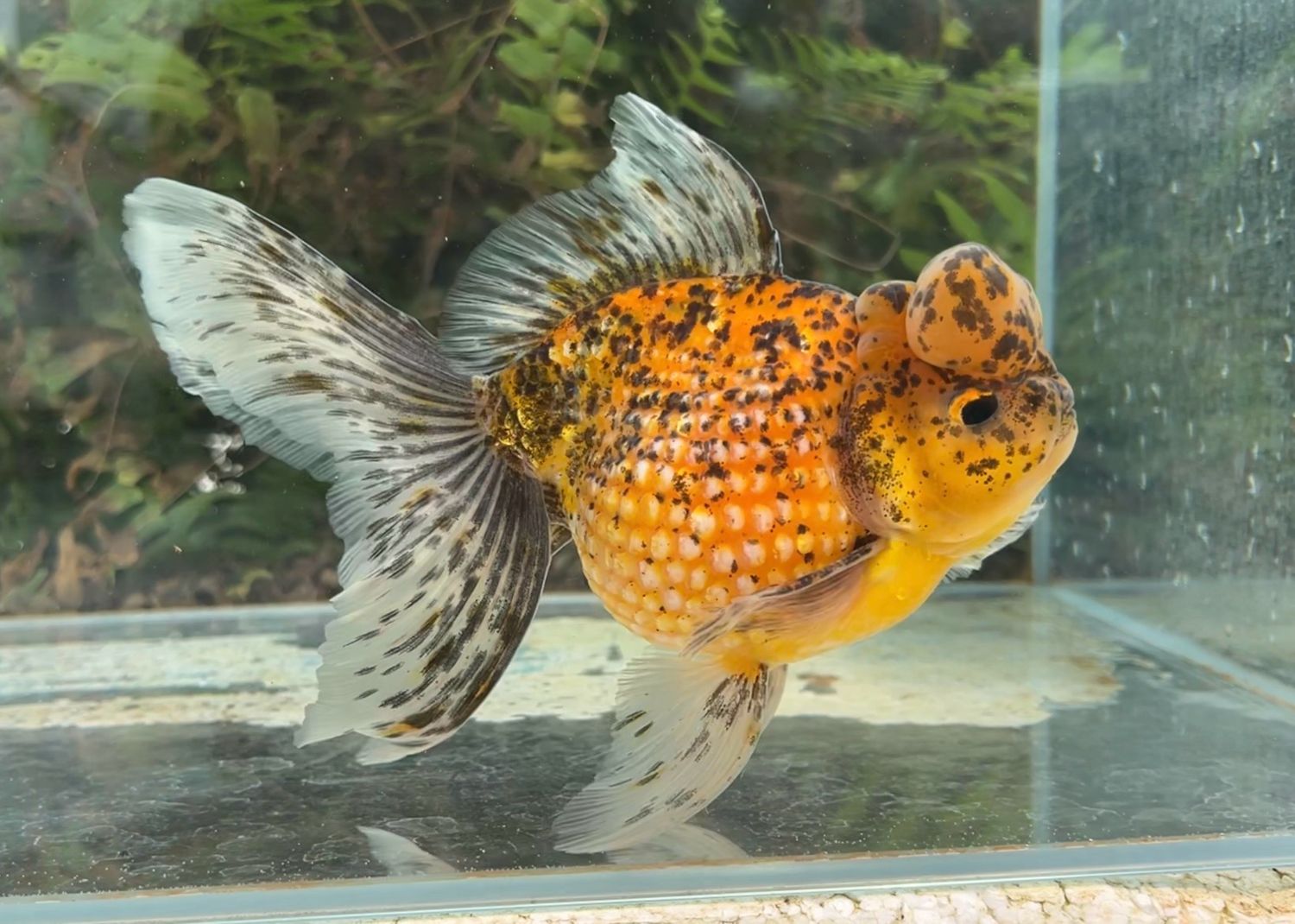 Leopard Spots Crown Pearlscale (M, 6.5”) - Free Shipping