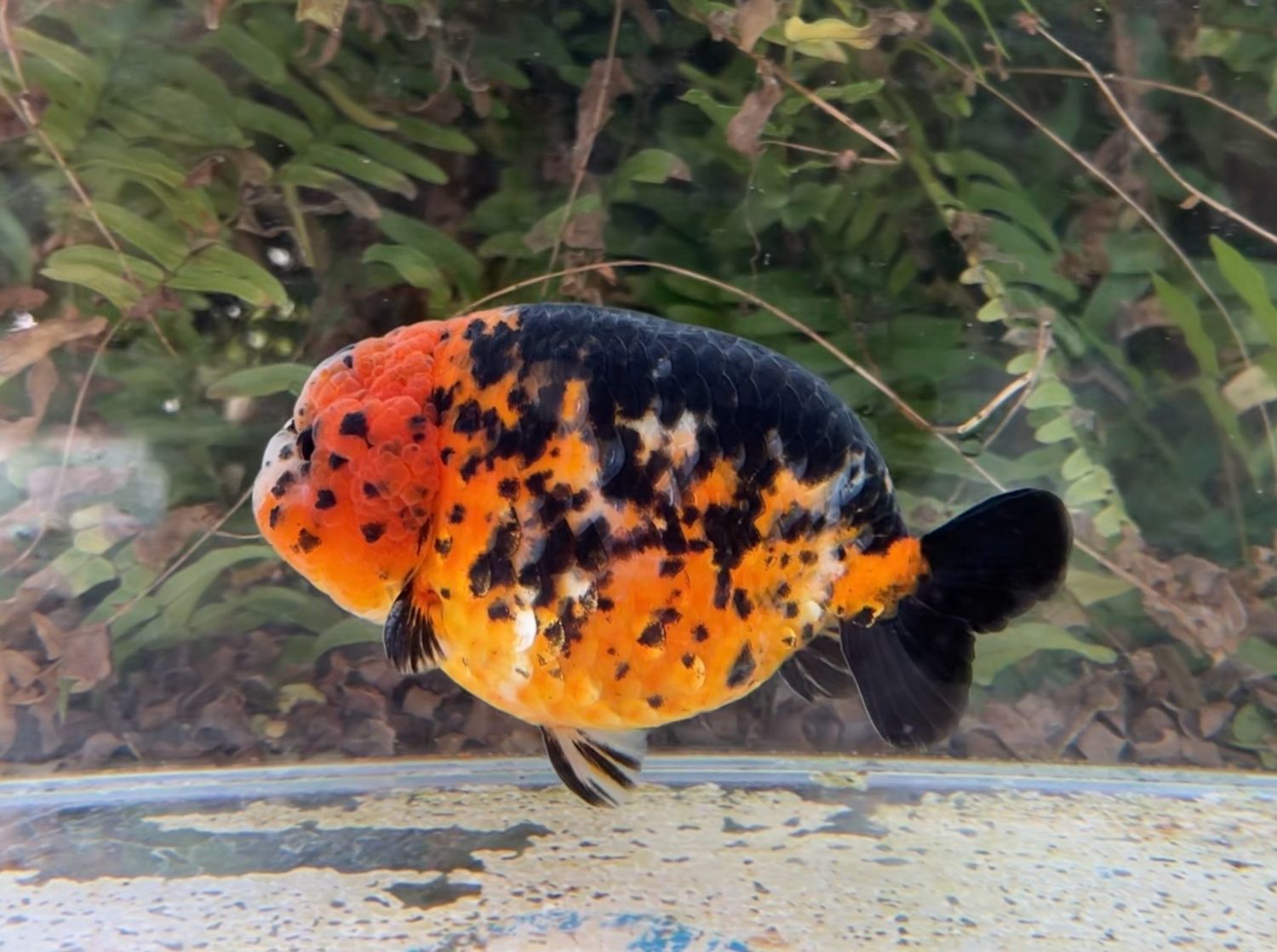 Calico Yuanbao Ranchu (M, 5”) - Free Shipping