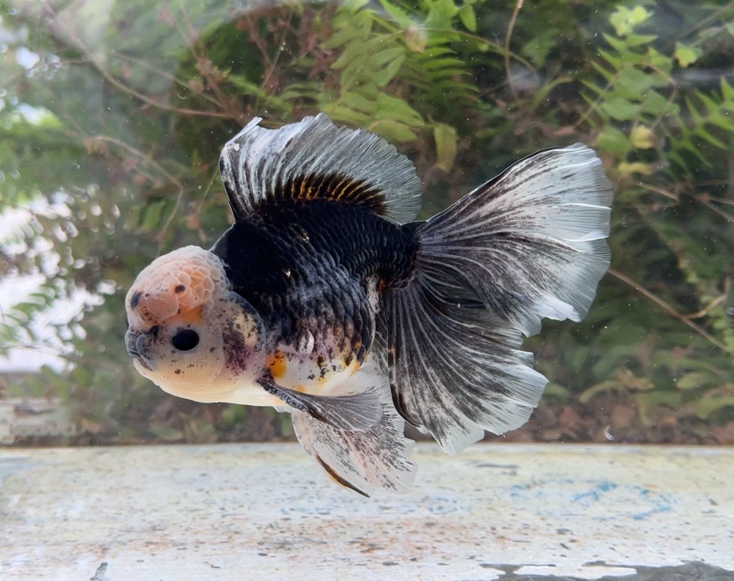 Black Kirin Rosetail Oranda (M, 6”) - Free Shipping