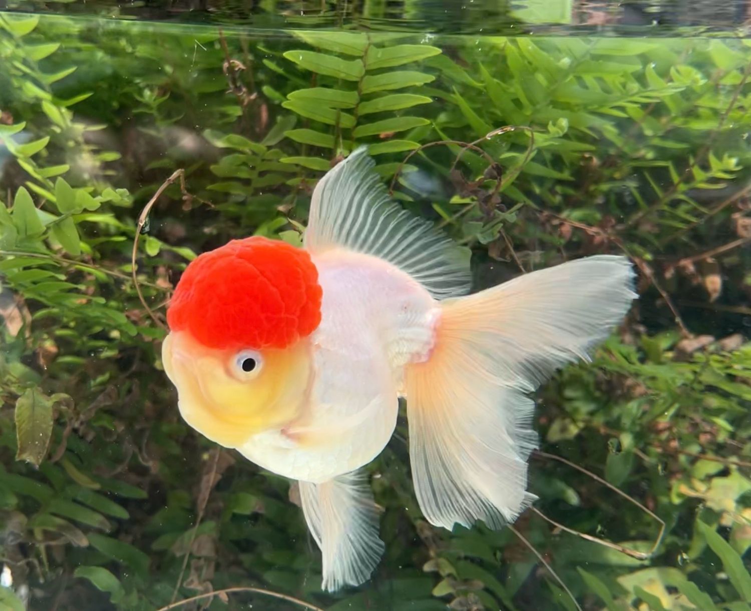 Tancho High Head Oranda (F, 5.5”) - Free Shipping