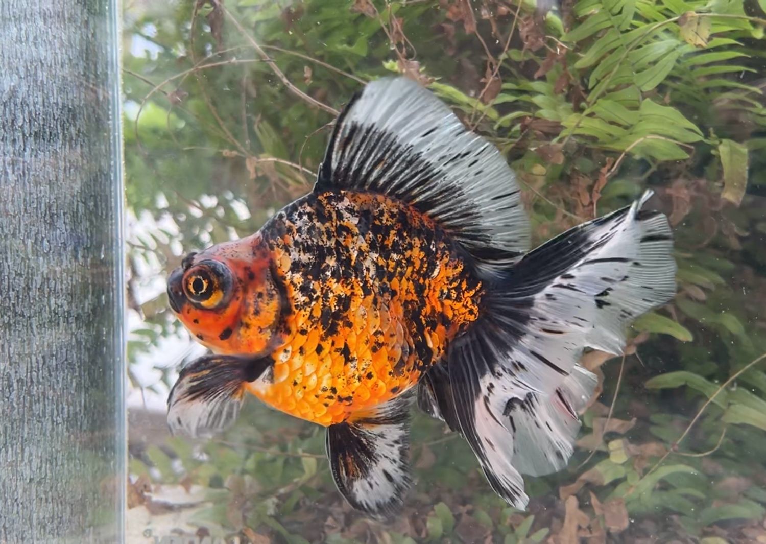 Tiger Deep Body Telescope Butterfly (M, 5.75”) - Free Shipping