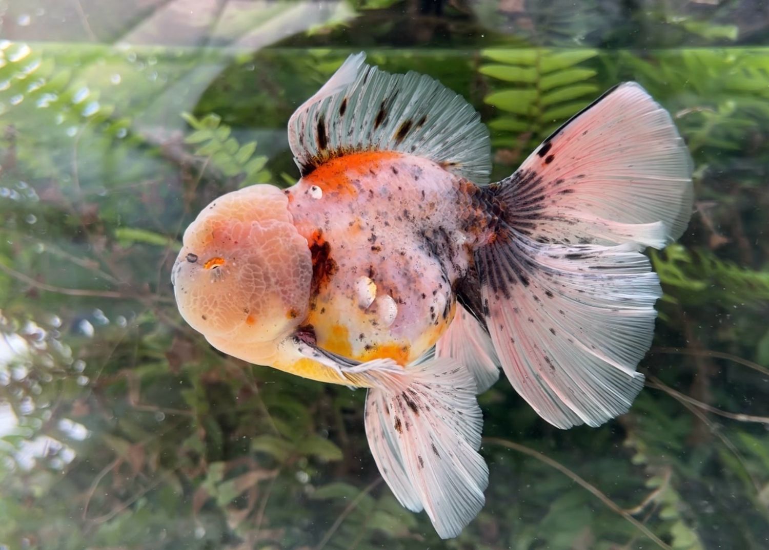 Calico Rosetail Oranda (M, 5.75”) - Free Shipping