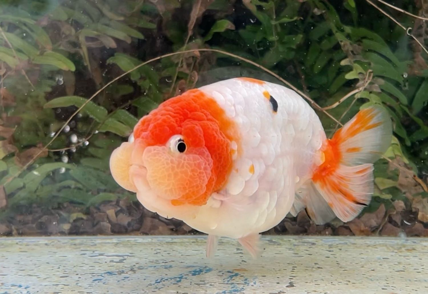 Silver Coin Sakura Yuanbao Ranchu (M, 5”) - Free Shipping