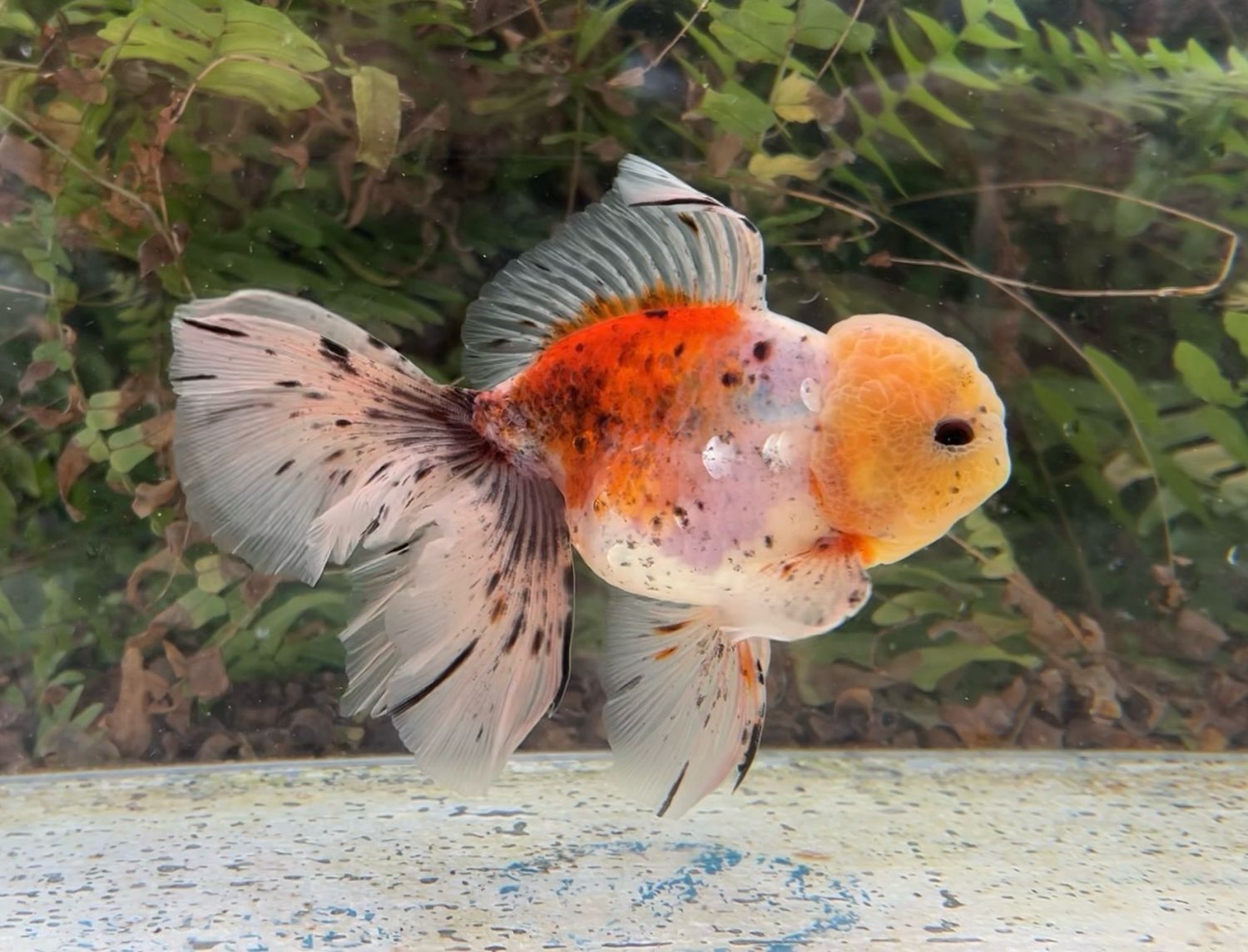 Calico Rosetail Oranda (M, 6”) - Free Shipping