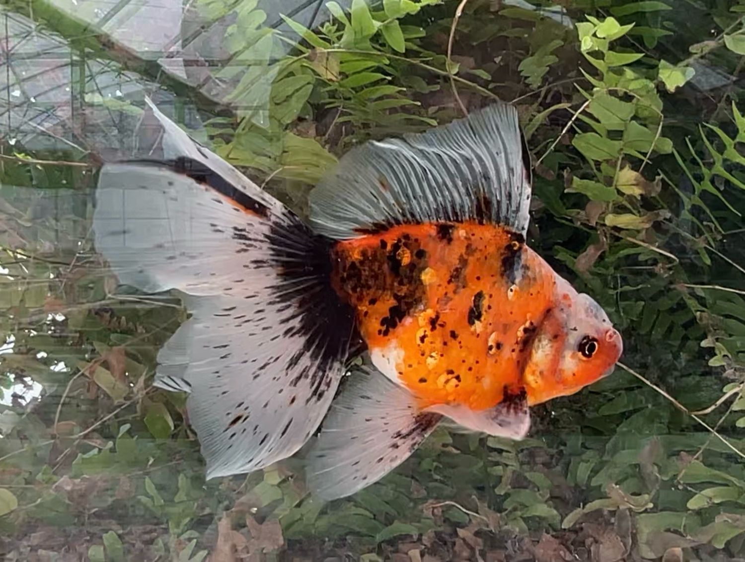 Calico High Head Veiltail (M, 7”) - Free Shipping