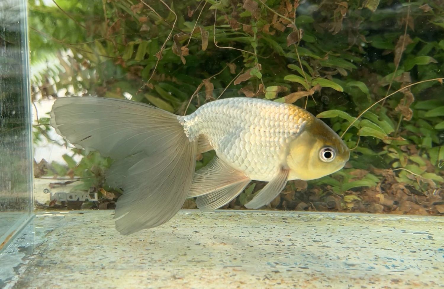 Blue Egg Phoenix (M, 6”) - Free Shipping