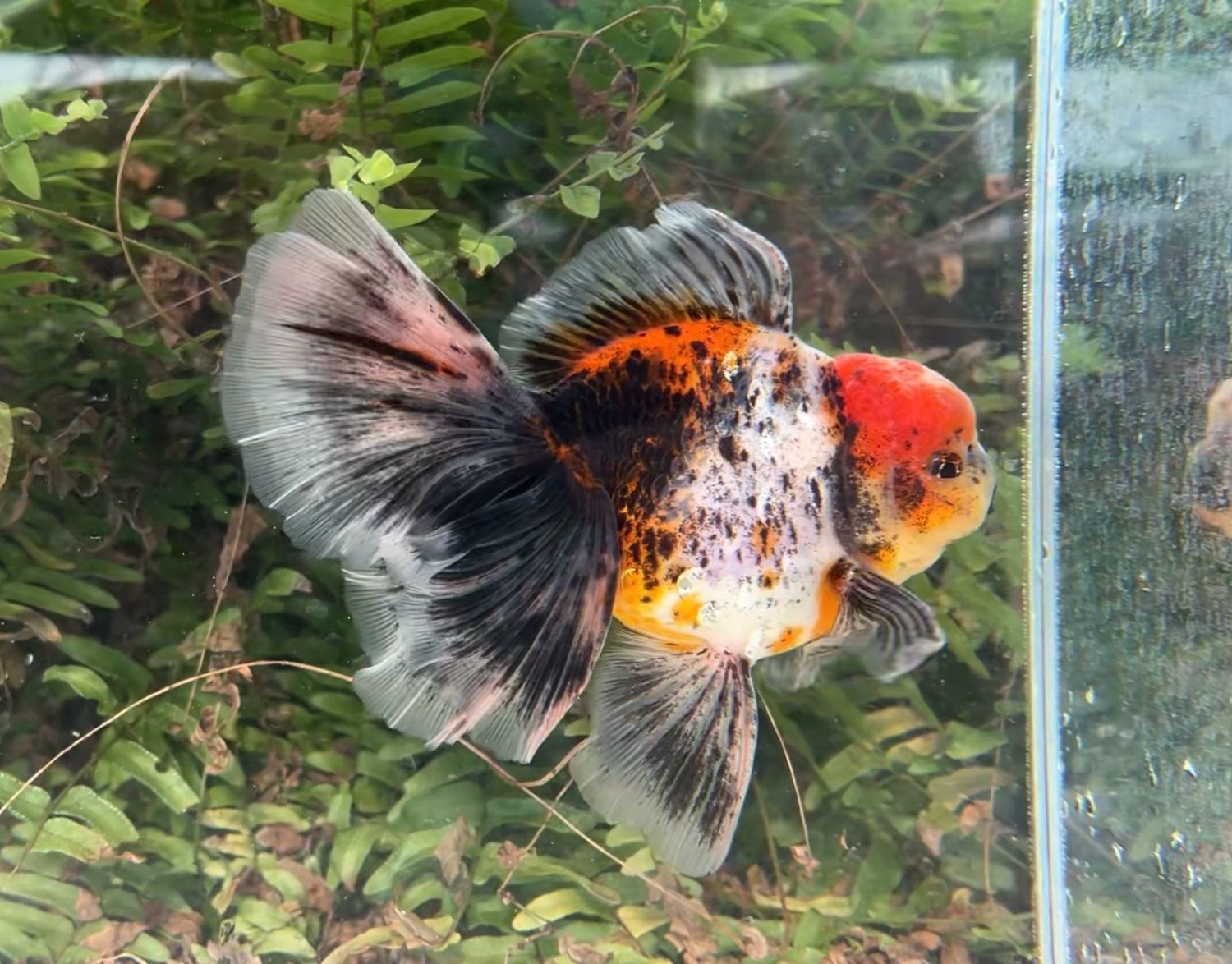 Calico Rosetail Oranda (M, 6.5”) - Free Shipping