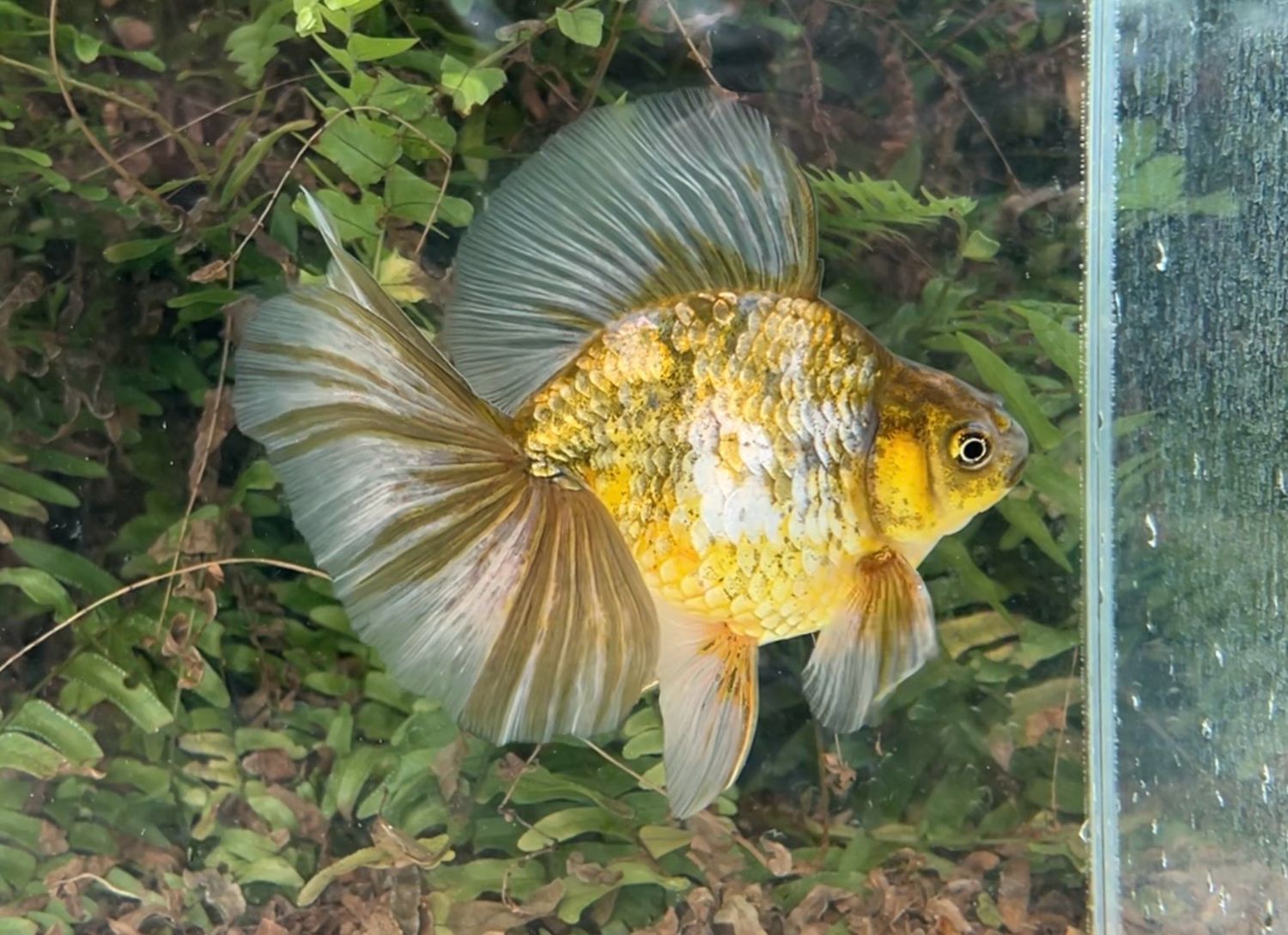 Green And Blue Broadtail Ryukin (M, 5.75”) - Free Shipping